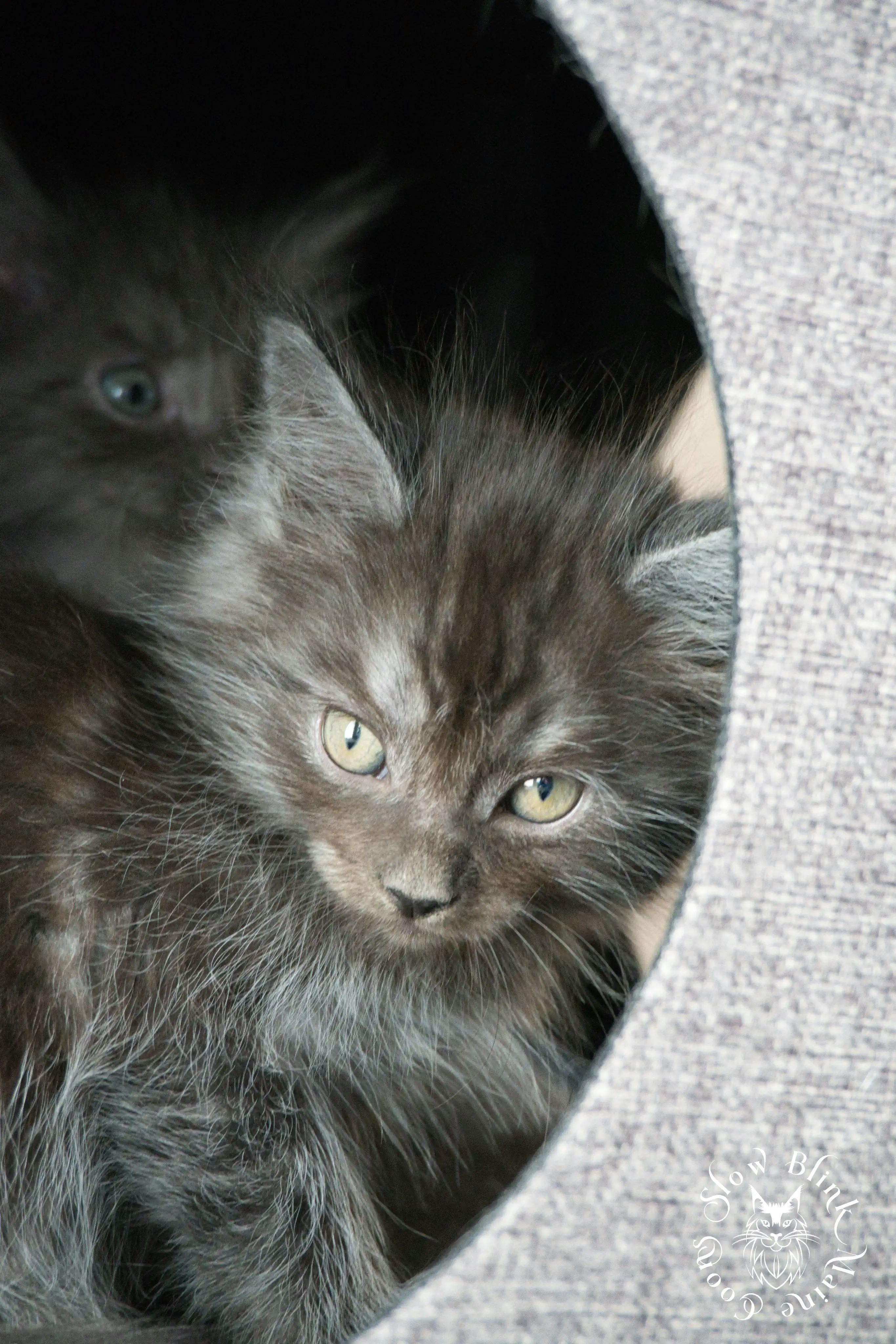 Black Smoke Maine Coon Kittens > black smoke | maine coon kitten | ems code ns | slowblinkmainecoons | 463