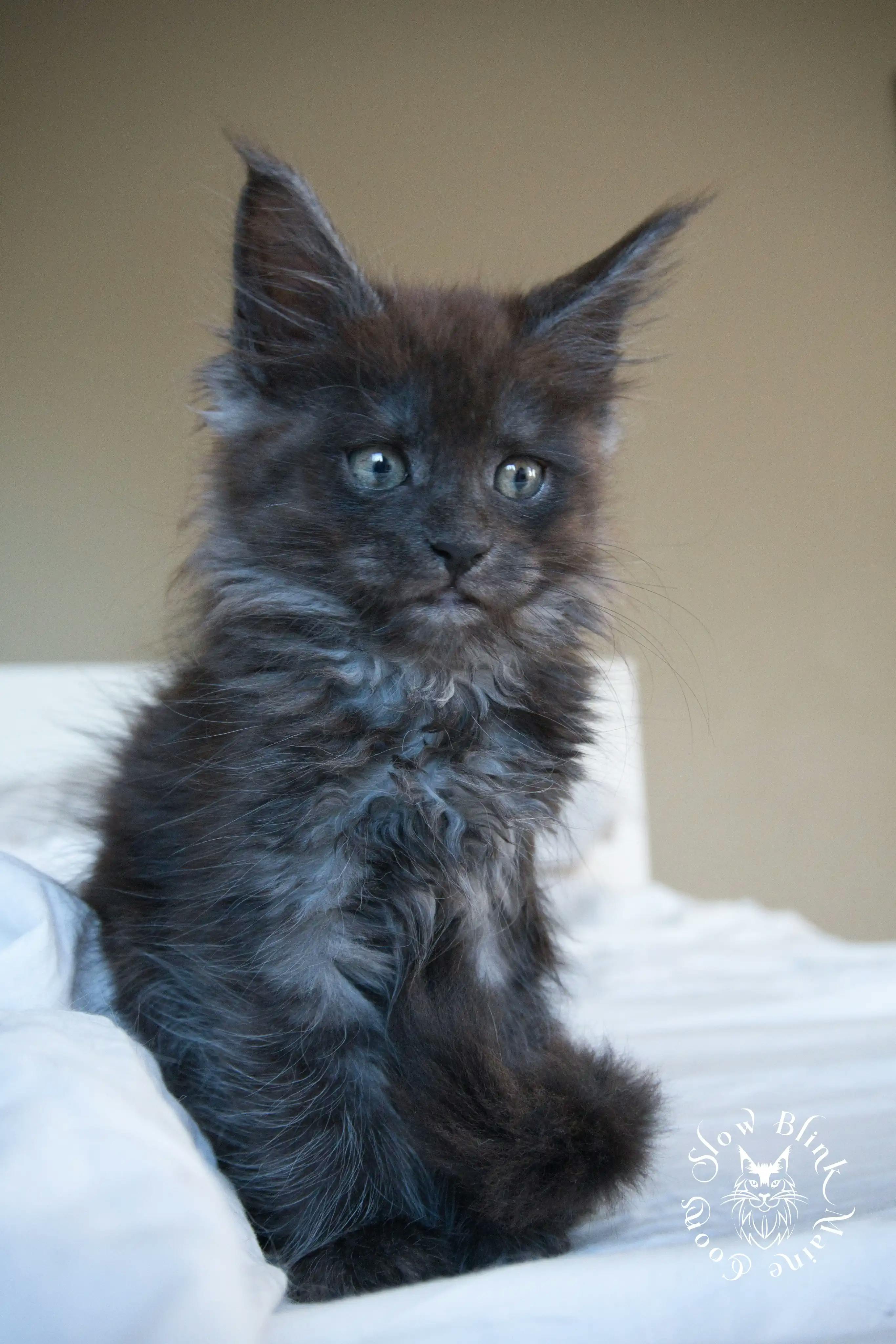Black Smoke Maine Coon Kittens > black smoke | maine coon kitten | ems code ns | slowblinkmainecoons | 940