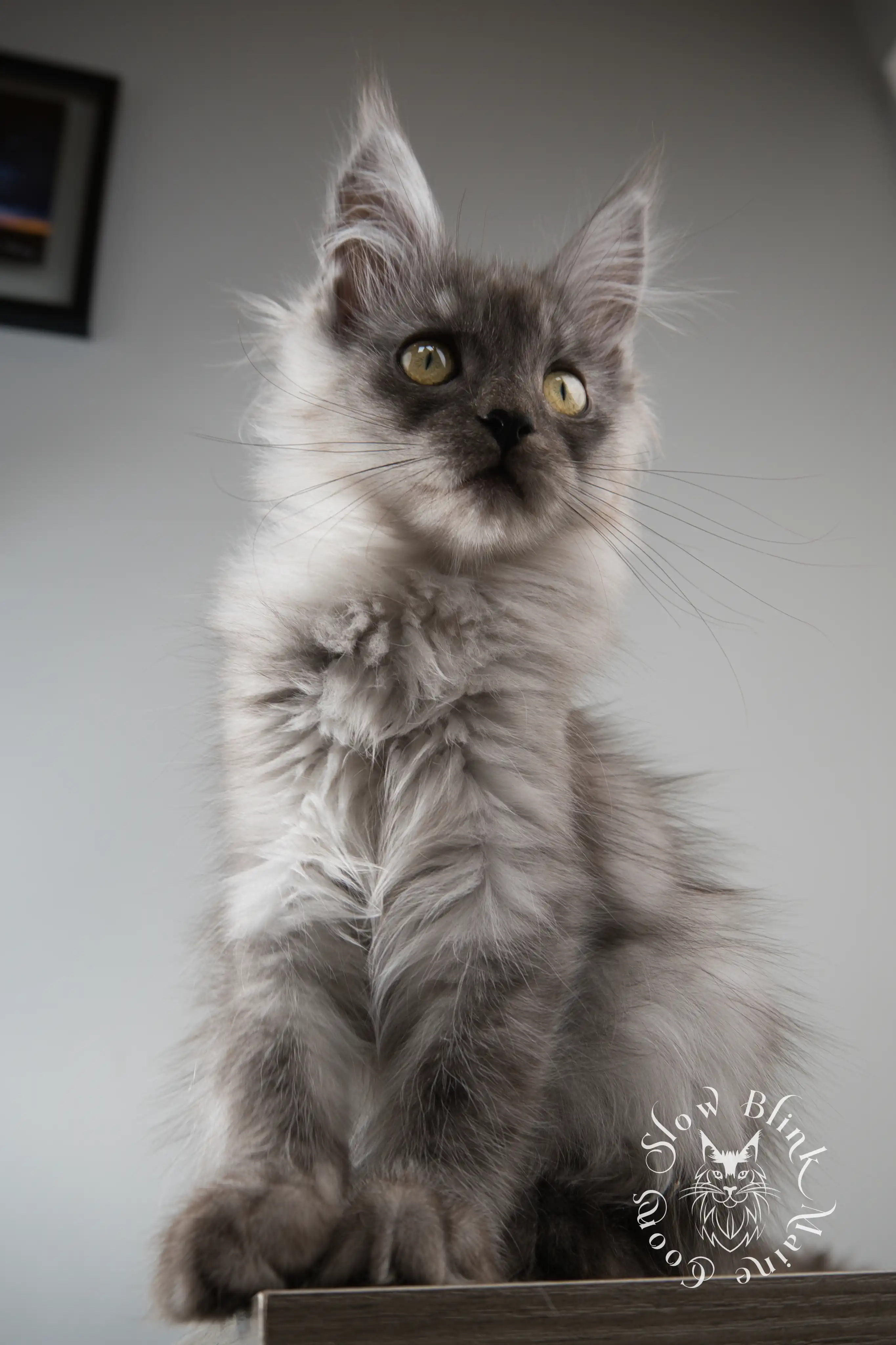 Black Smoke Maine Coon Kittens > black smoke | maine coon kitten | ems code ns | slowblinkmainecoons 02