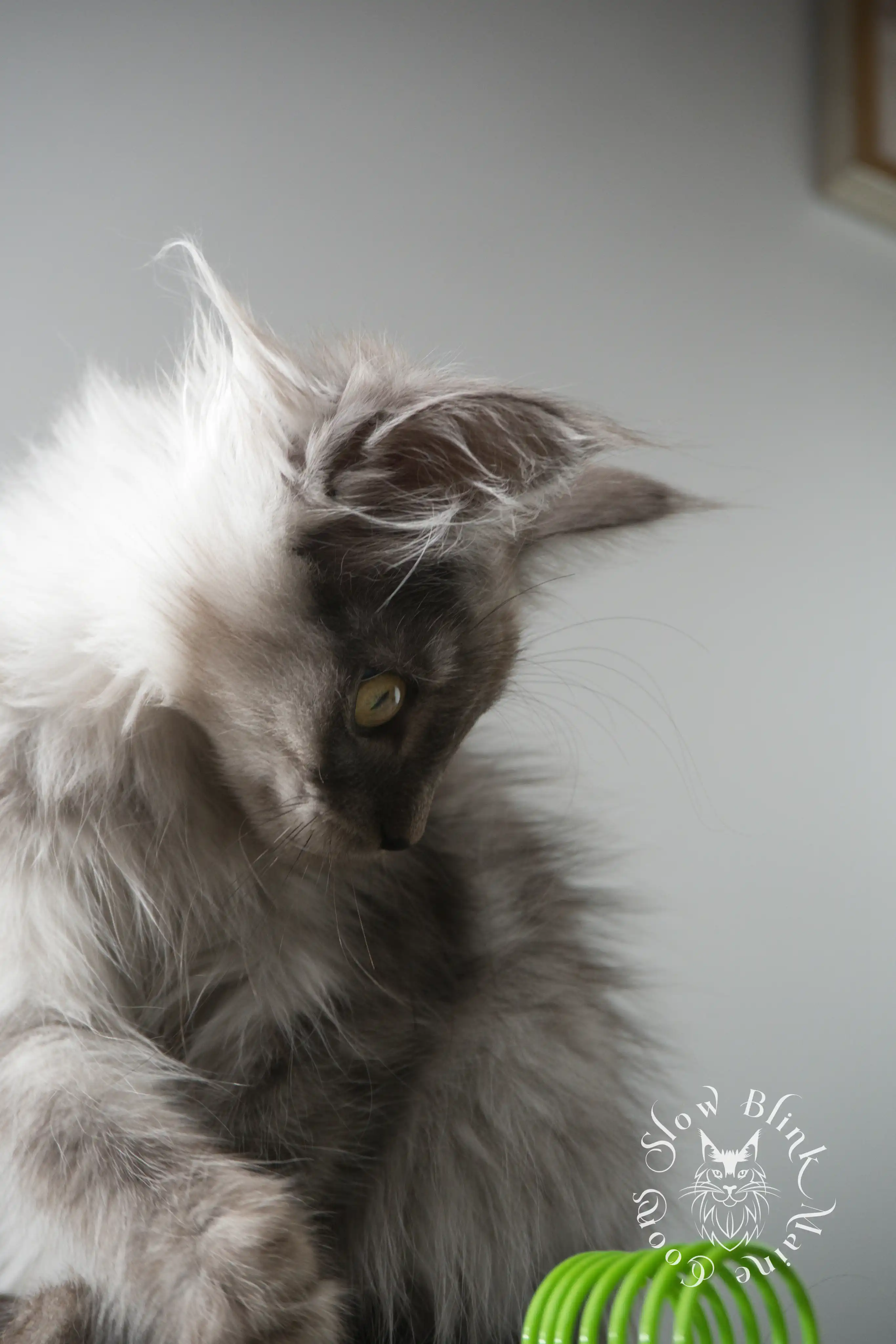 Black Smoke Maine Coon Kittens > black smoke | maine coon kitten | ems code ns | slowblinkmainecoons 04