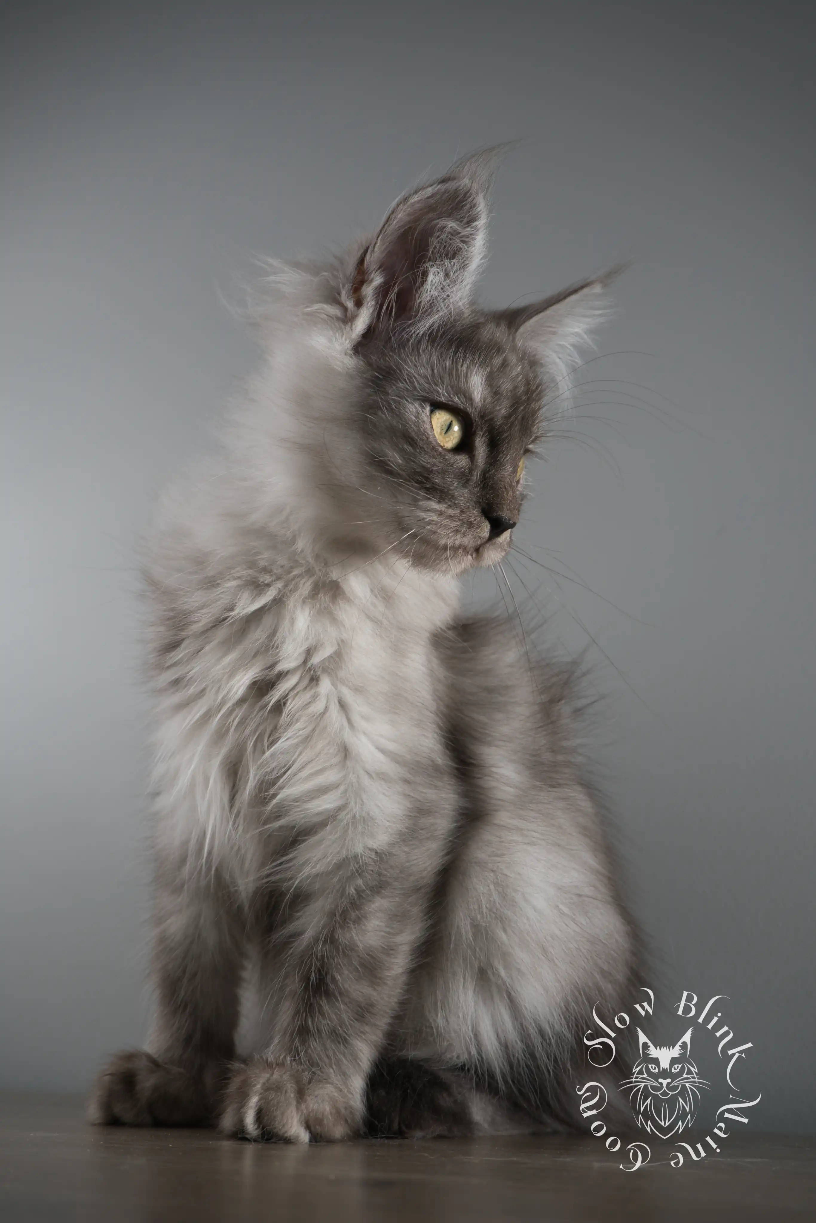 Black Smoke Maine Coon Kittens > black smoke | maine coon kitten | ems code ns | slowblinkmainecoons 09