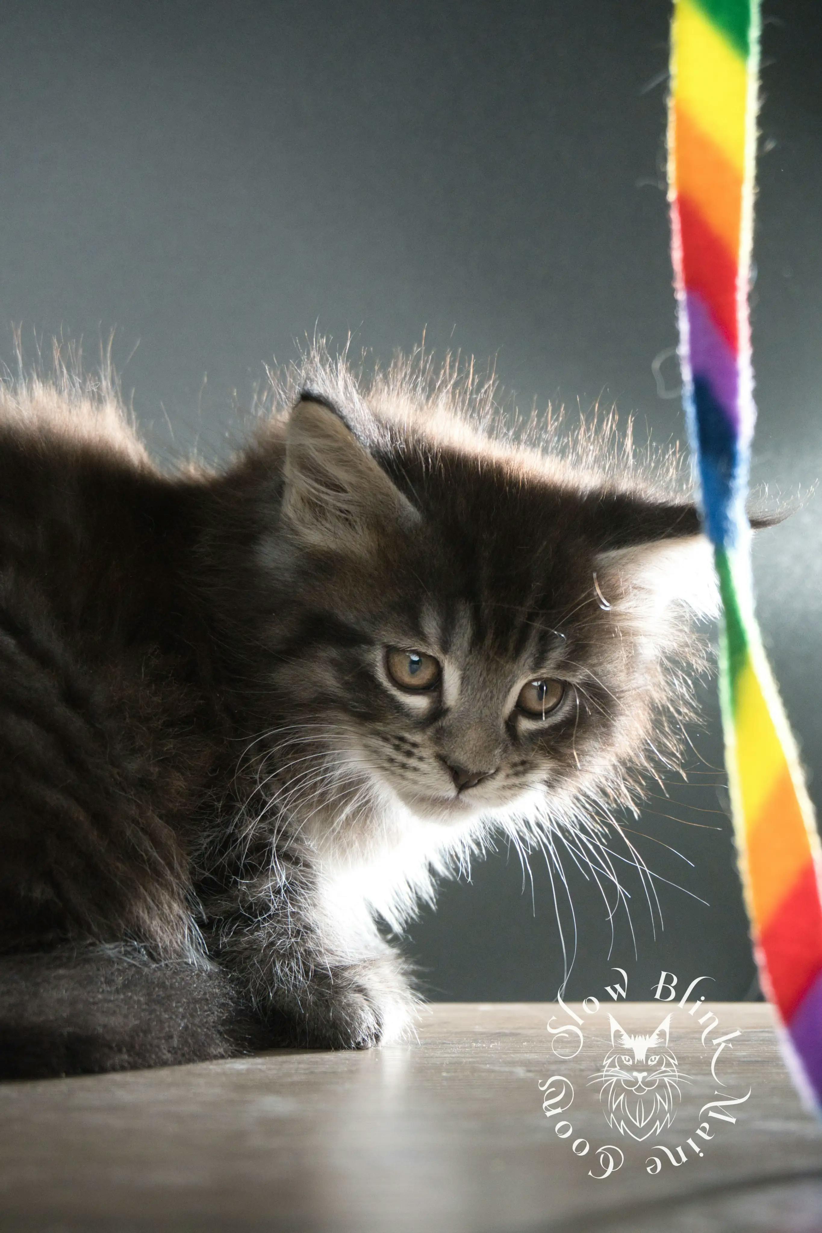 Black Tabby Maine Coon Kittens > black tabby maine coon kitten | male | age 8 weeks | classic tabby | ems code n 22 | slowblinkmainecoons | taken aug 2024 | polydactyl | 1