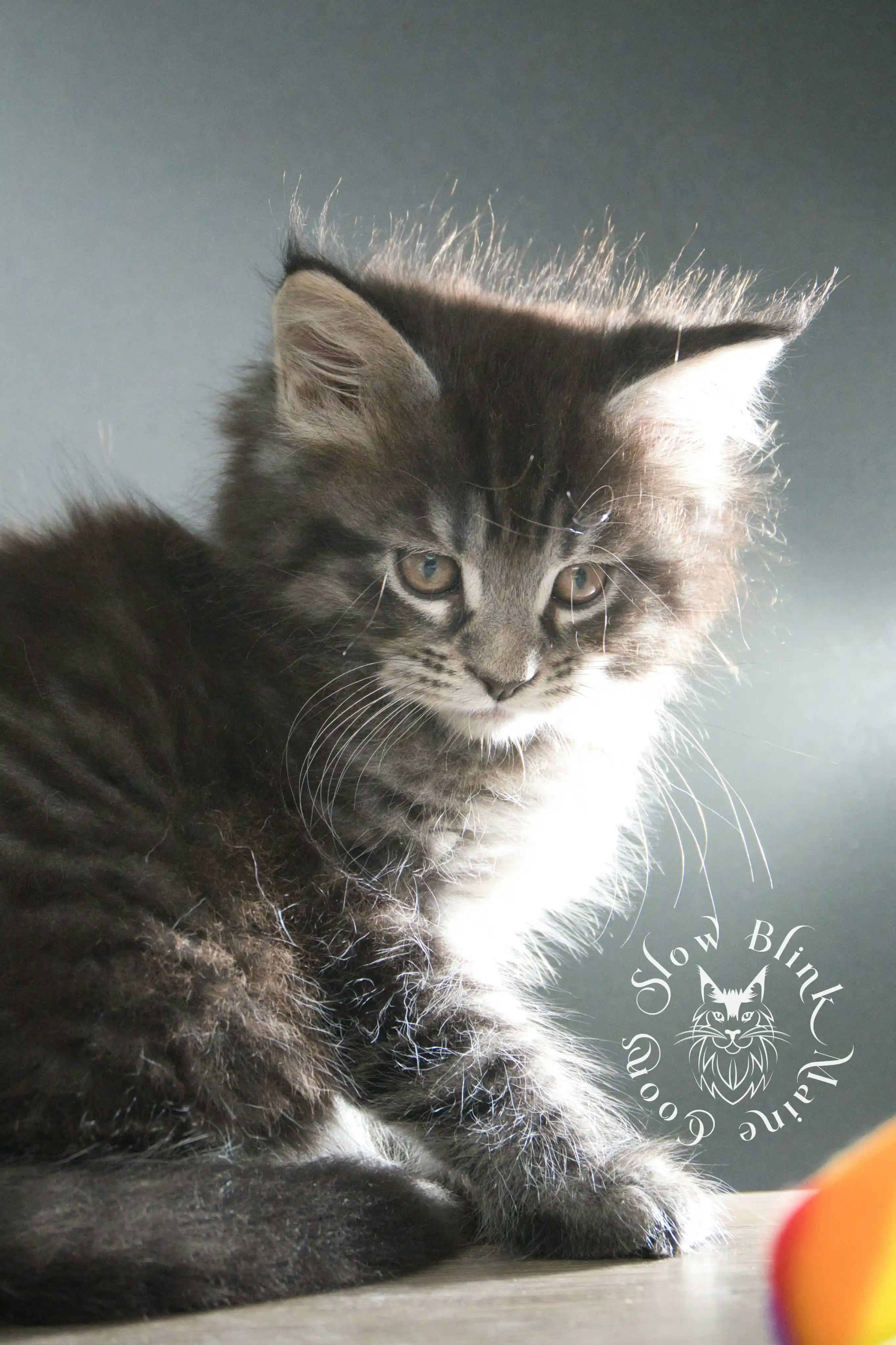 Black Tabby Maine Coon Kittens > black tabby maine coon kitten | male | age 8 weeks | classic tabby | ems code n 22 | slowblinkmainecoons | taken aug 2024 | polydactyl | 2