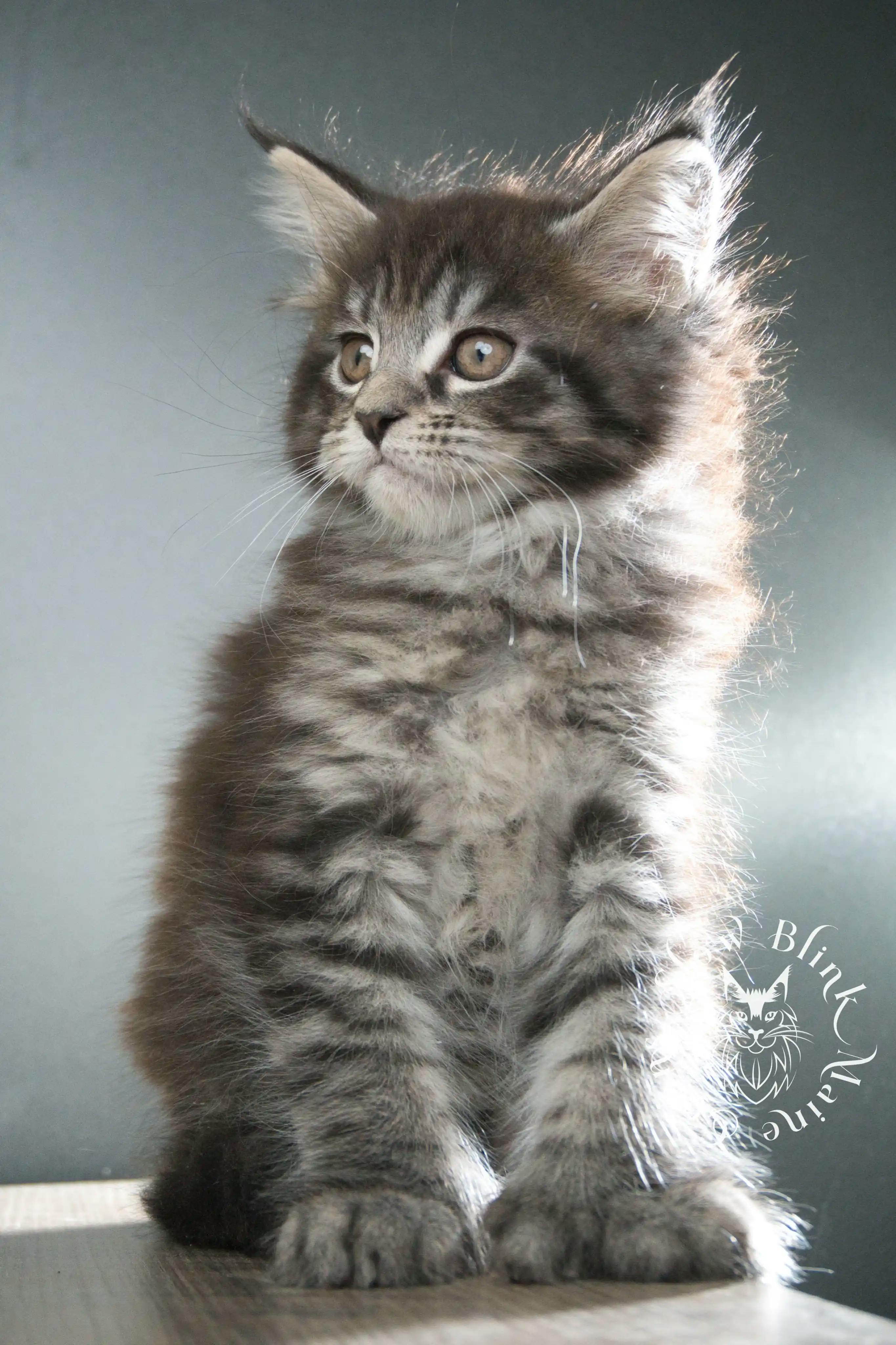 Black Tabby Maine Coon Kittens > black tabby maine coon kitten | male | age 8 weeks | classic tabby | ems code n 22 | slowblinkmainecoons | taken aug 2024 | polydactyl | 3