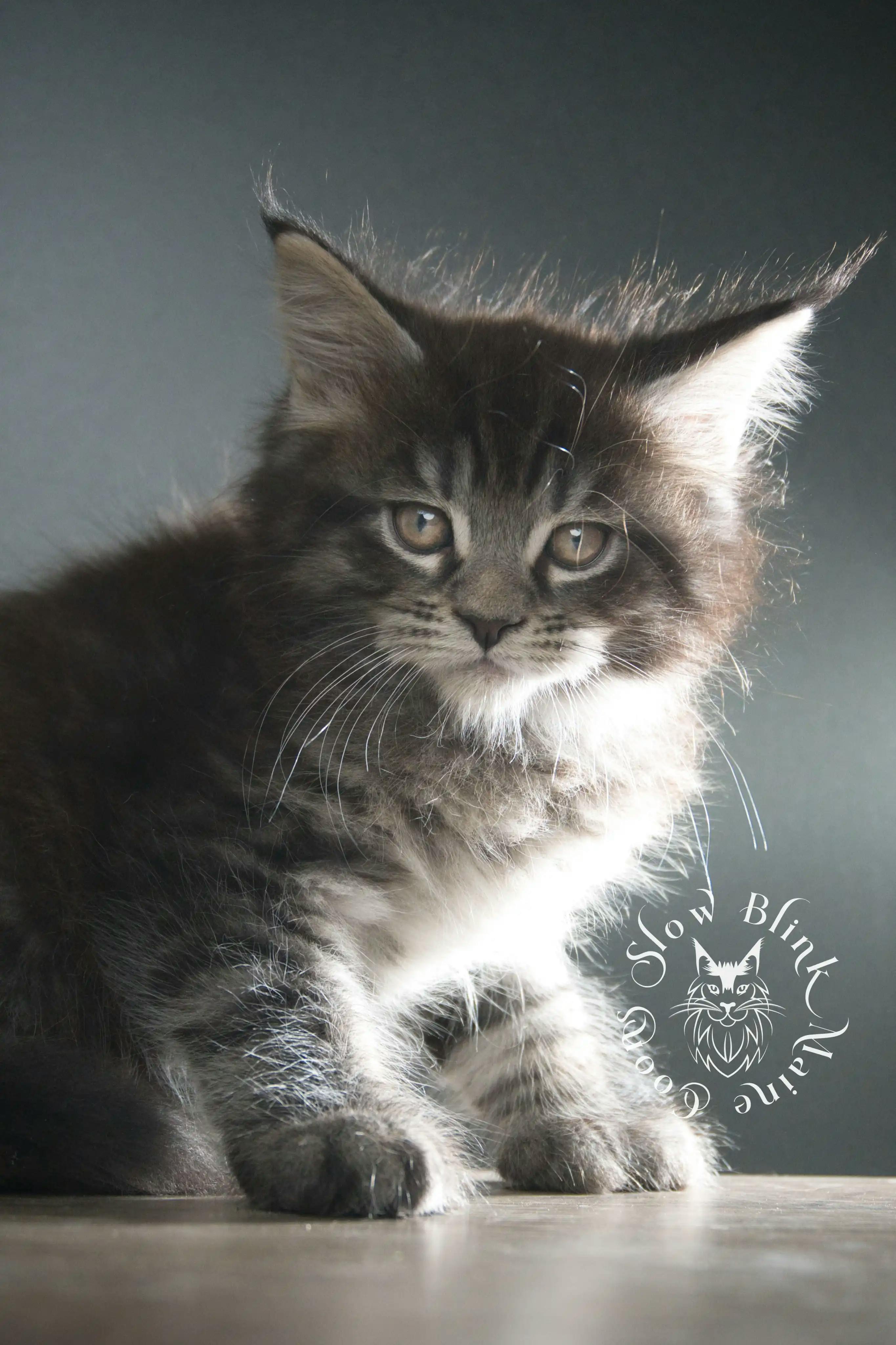 Black Tabby Maine Coon Kittens > black tabby maine coon kitten | male | age 8 weeks | classic tabby | ems code n 22 | slowblinkmainecoons | taken aug 2024 | polydactyl | 5