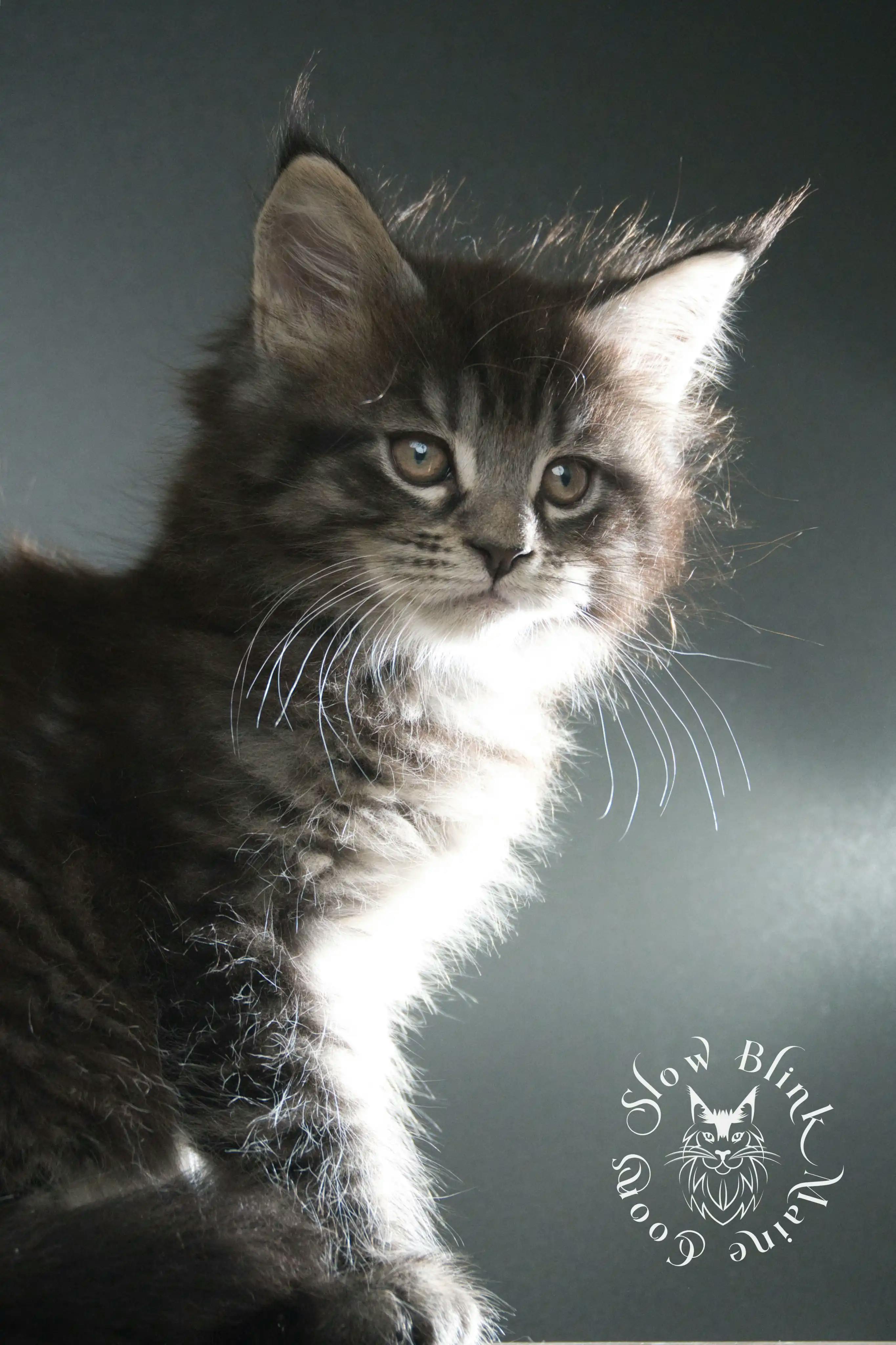 Black Tabby Maine Coon Kittens > black tabby maine coon kitten | male | age 8 weeks | classic tabby | ems code n 22 | slowblinkmainecoons | taken aug 2024 | polydactyl | 6