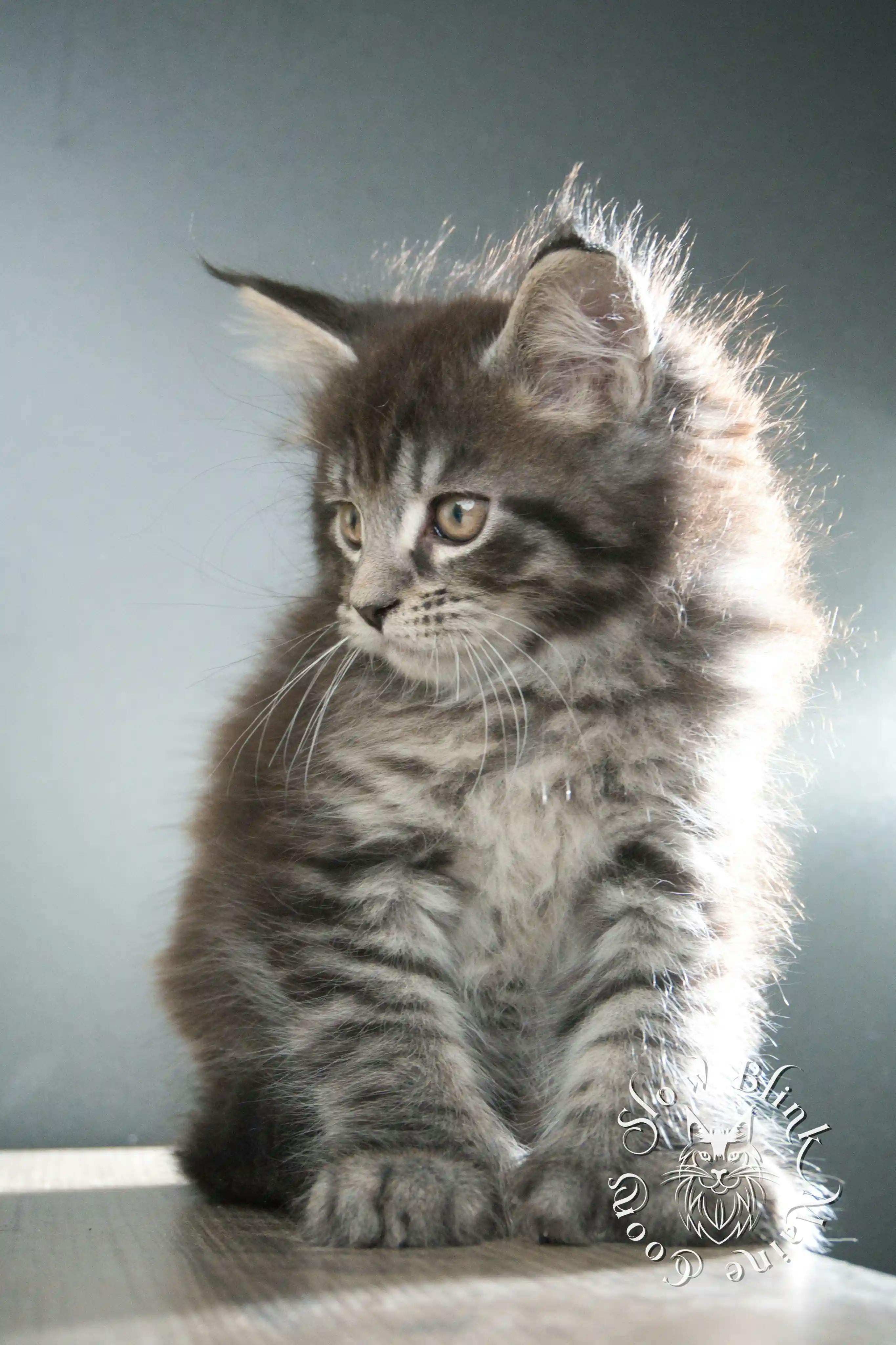 Black Tabby Maine Coon Kittens > black tabby maine coon kitten | male | age 8 weeks | classic tabby | ems code n 22 | slowblinkmainecoons | taken aug 2024 | polydactyl | 7