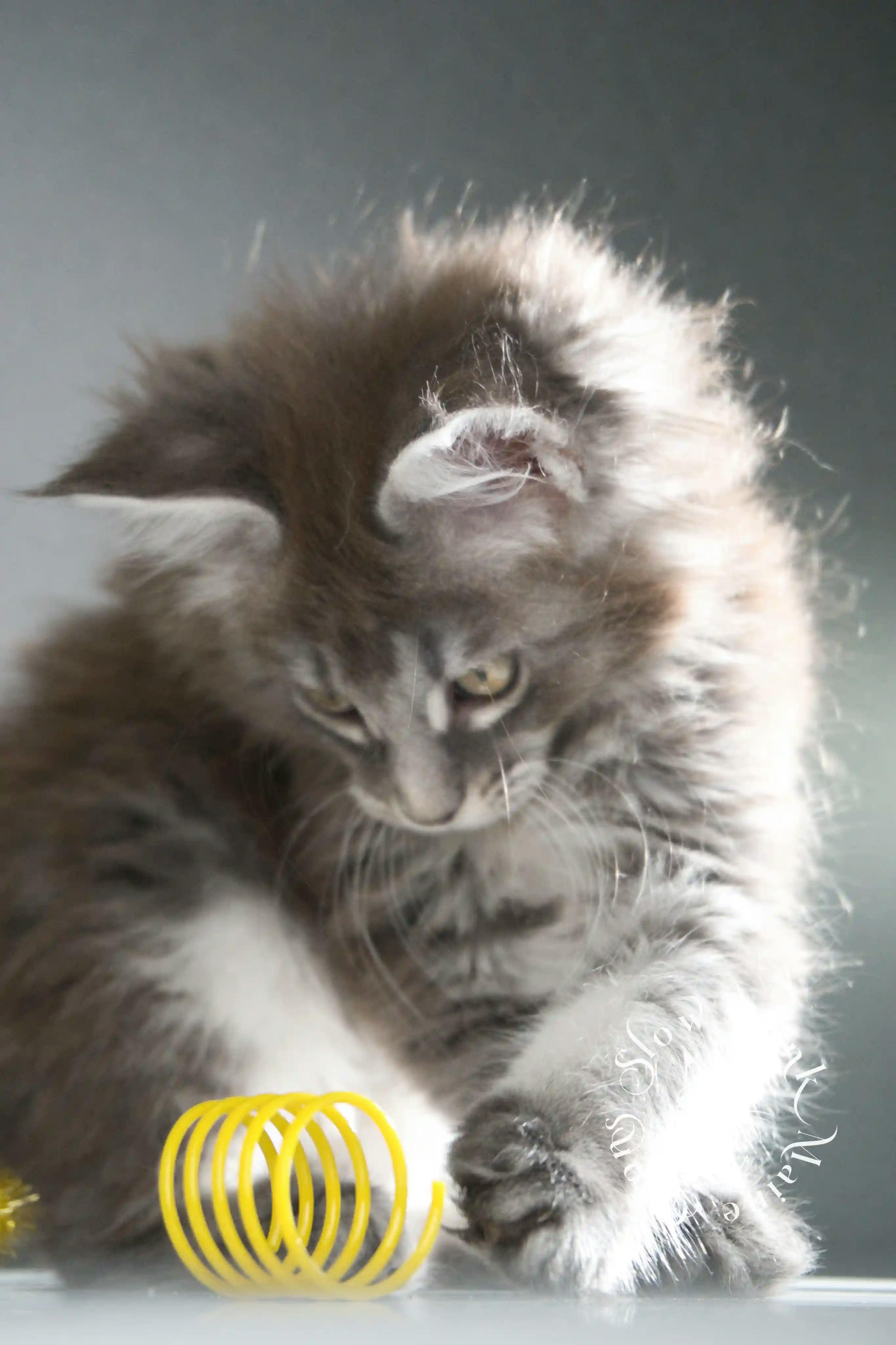 Black Tabby Maine Coon Kittens > black tabby maine coon kitten | male | age 8 weeks | classic tabby | ems code n 22 | slowblinkmainecoons | taken aug 2024 | polydactyl | 8