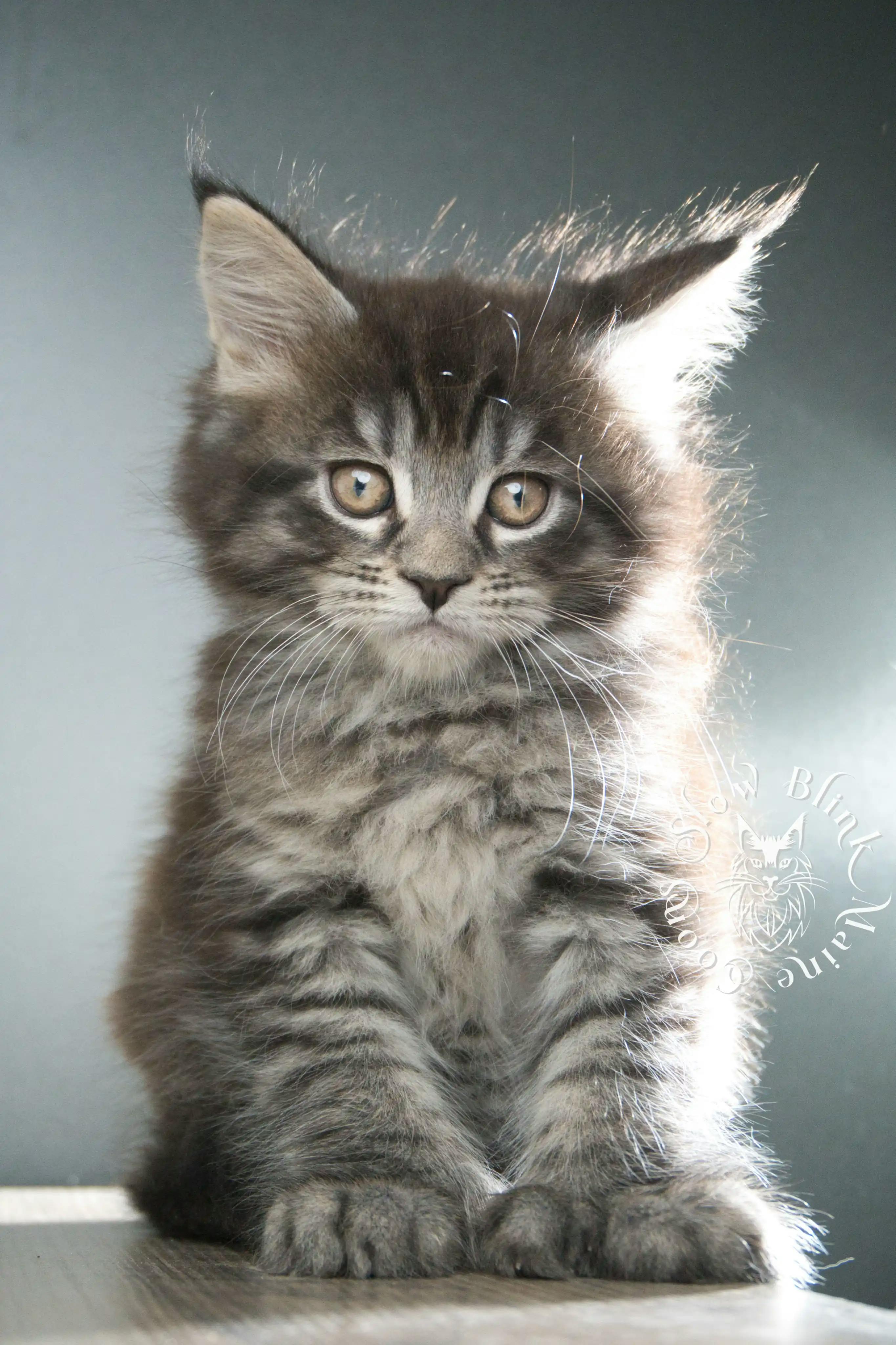 Black Tabby Maine Coon Kittens > black tabby maine coon kitten | male | age 8 weeks | classic tabby | ems code n 22 | slowblinkmainecoons | taken aug 2024 | polydactyl | hendrix 1