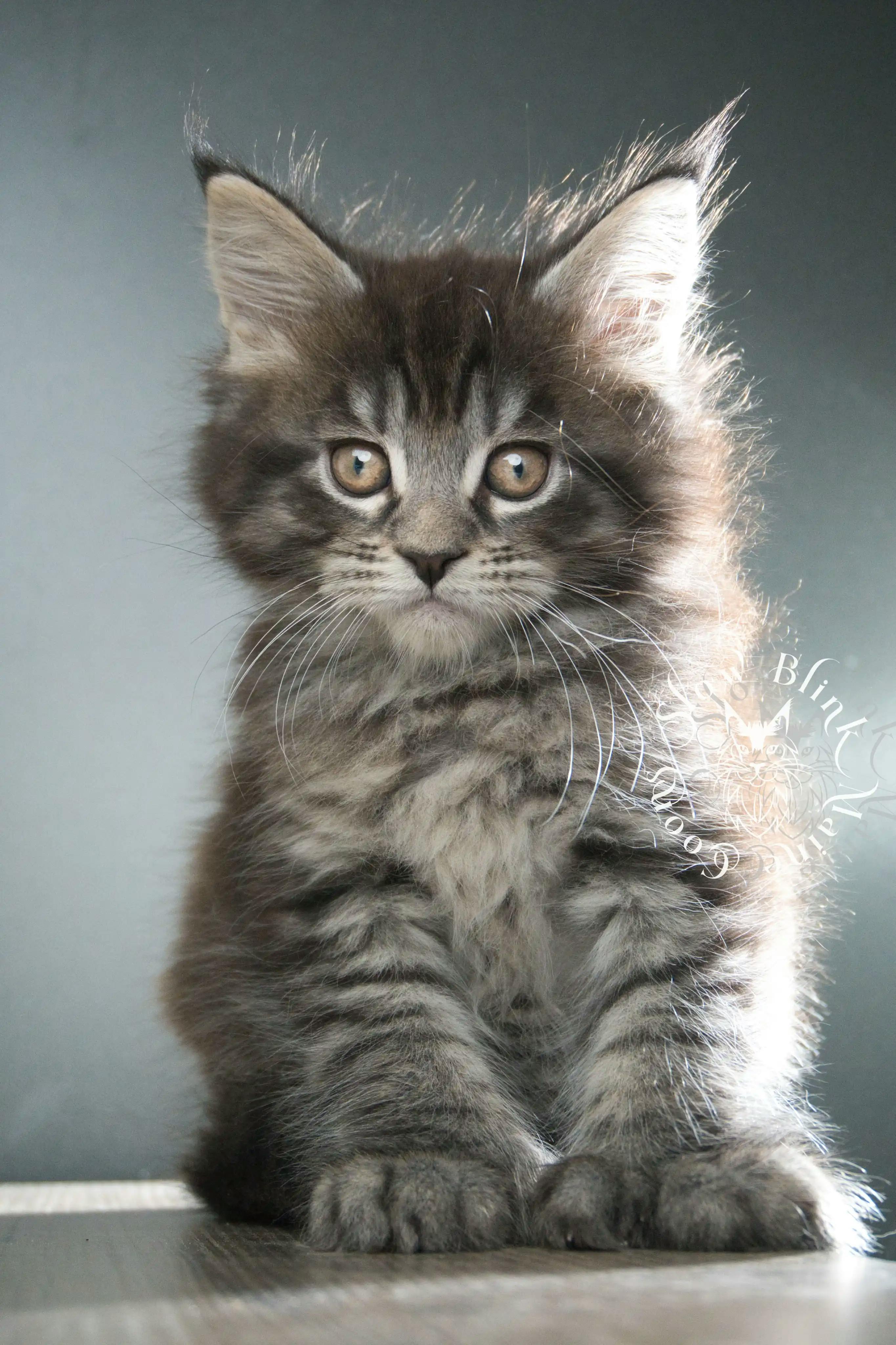 Black Tabby Maine Coon Kittens > black tabby maine coon kitten | male | age 8 weeks | classic tabby | ems code n 22 | slowblinkmainecoons | taken aug 2024 | polydactyl | hendrix 2