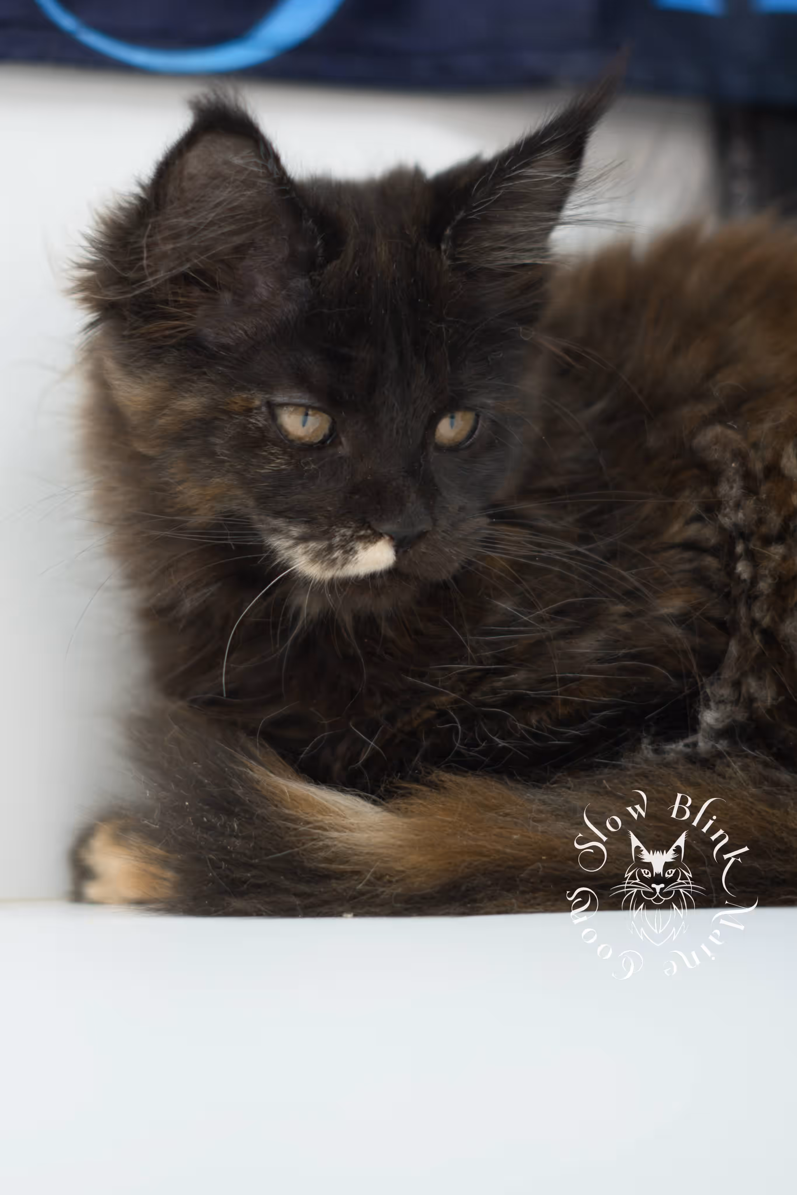 SlowBlink Maine Coons Photo > black tortie maine coon kitten female ems code mco f