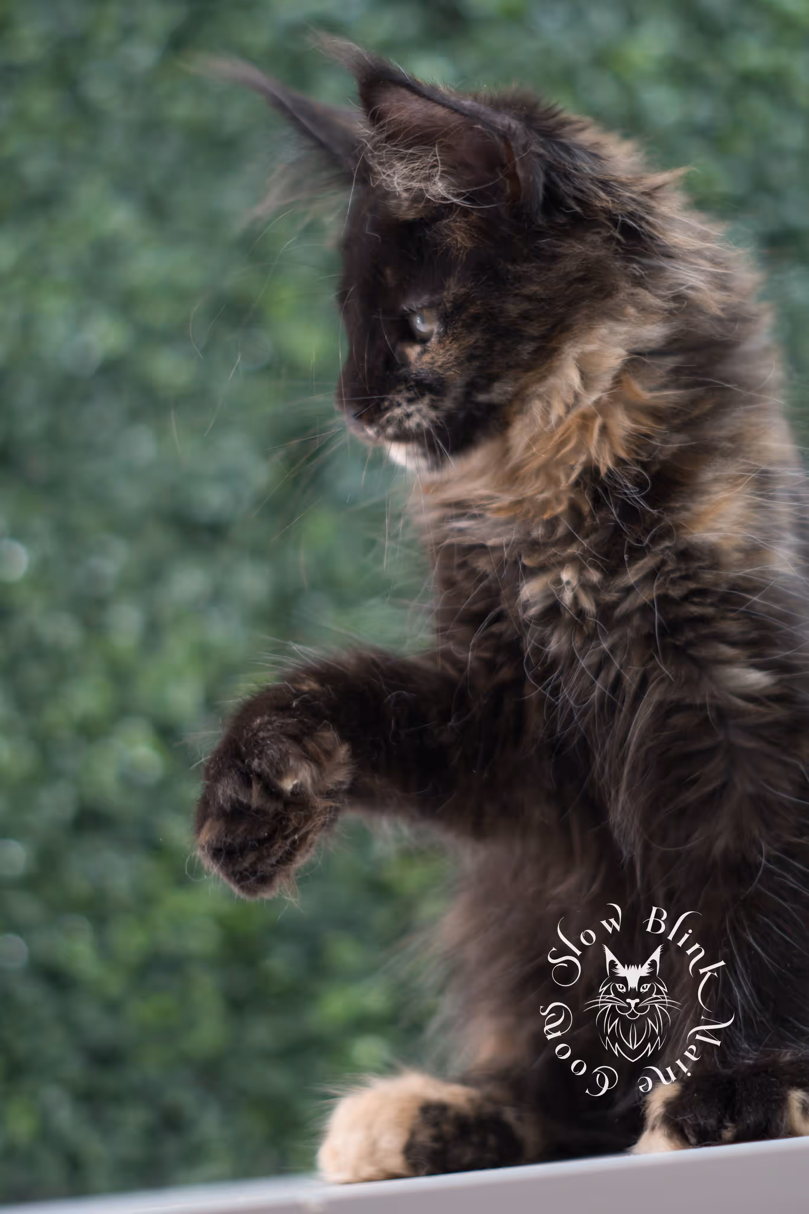 SlowBlink Maine Coons Photo > black tortie maine coon kitten female ems code mco f