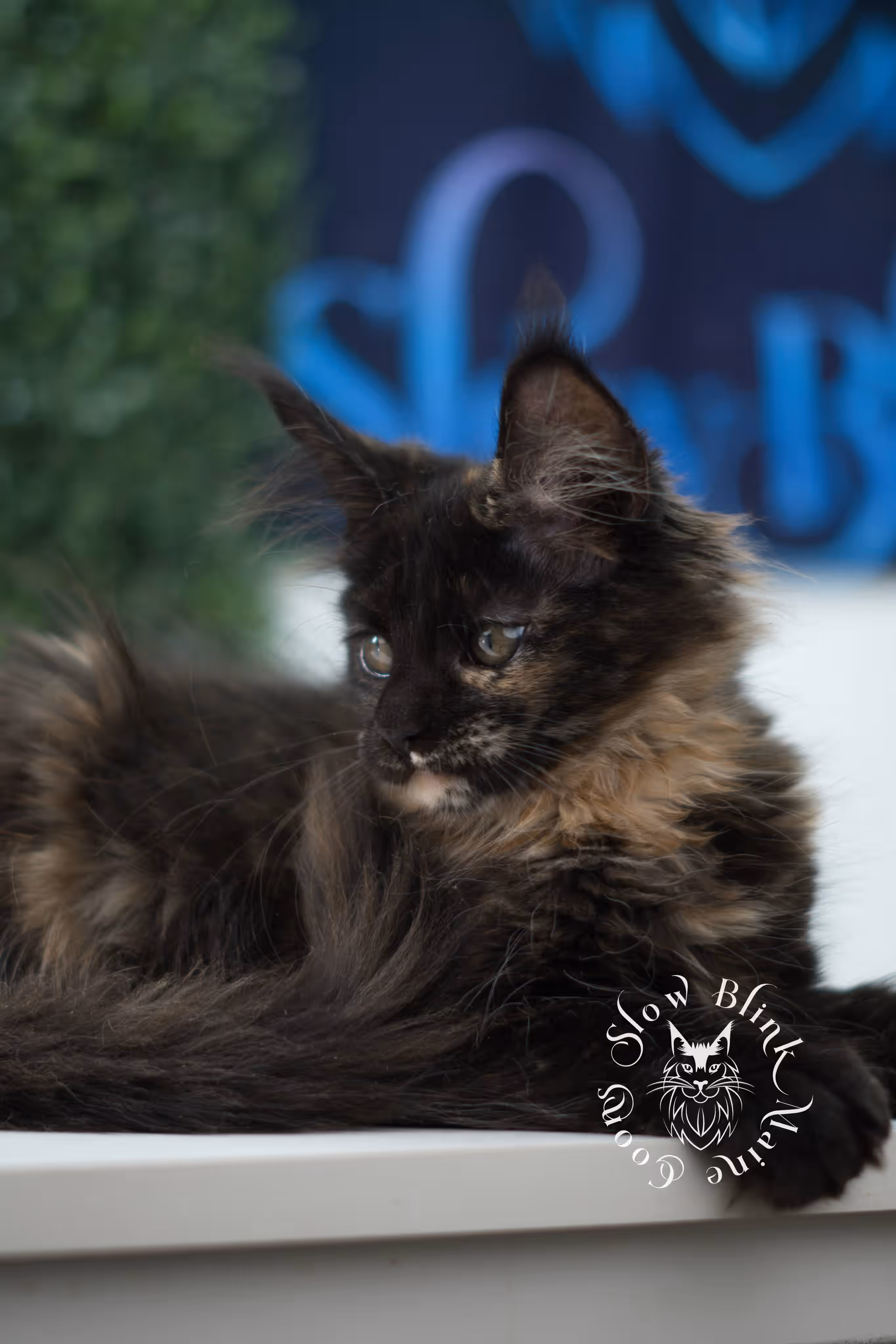 SlowBlink Maine Coons Photo > black tortie maine coon kitten female ems code mco f