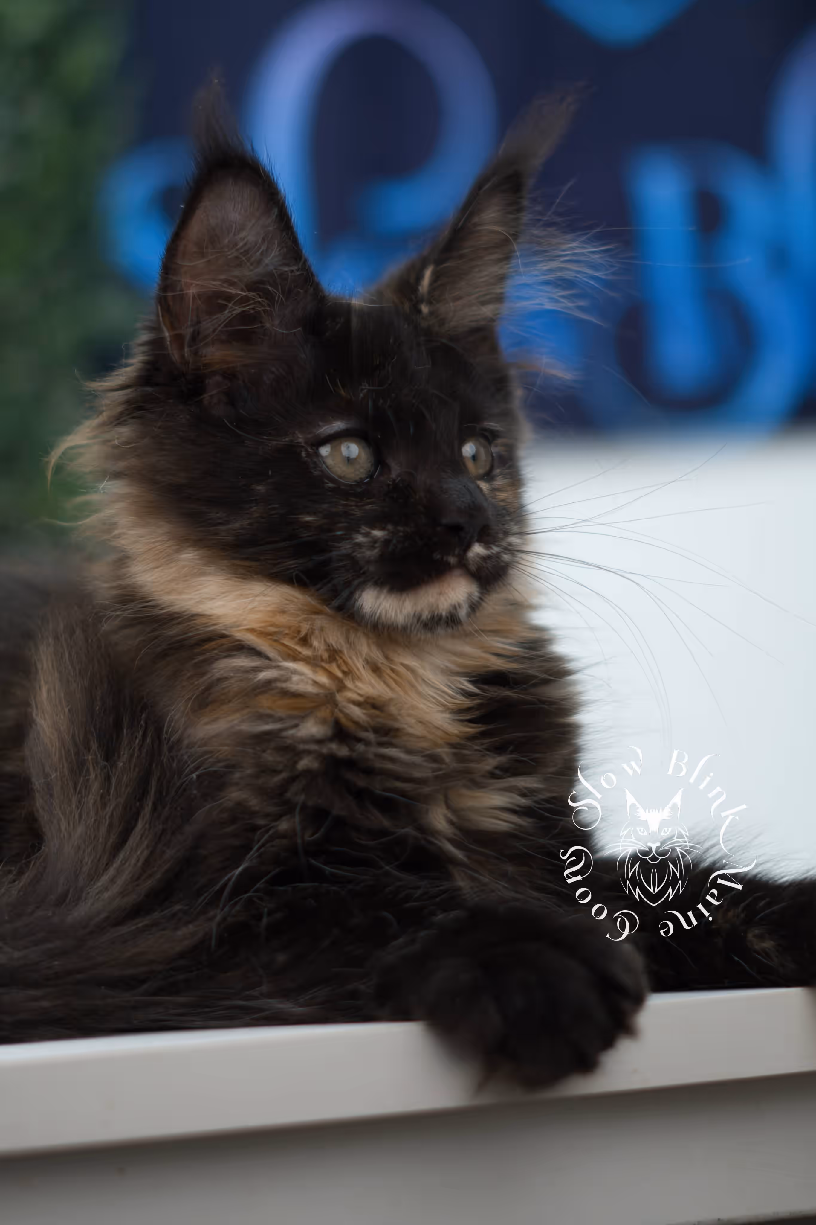 SlowBlink Maine Coons Photo > black tortie maine coon kitten female ems code mco f