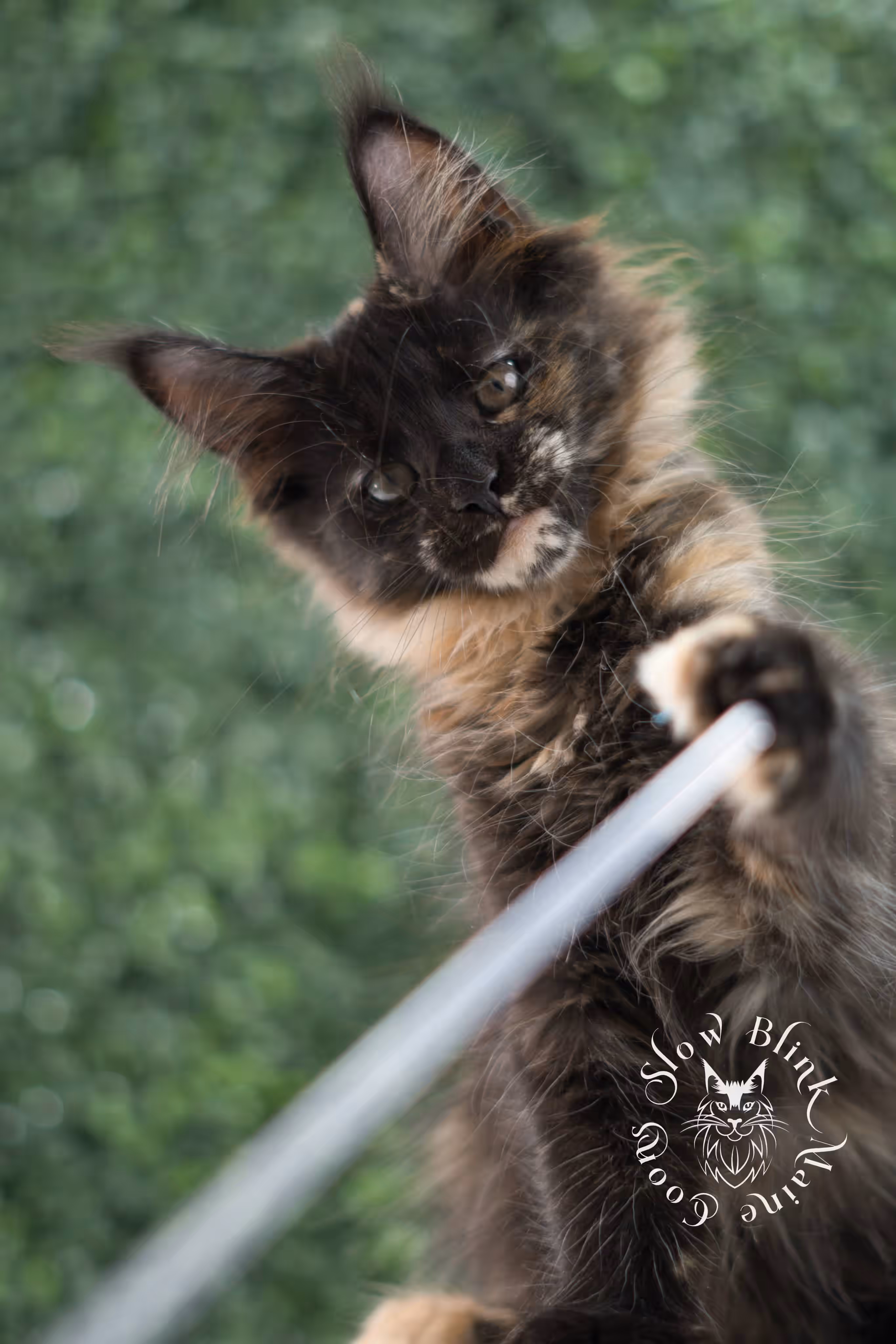 SlowBlink Maine Coons Photo > black tortie maine coon kitten female ems code mco f