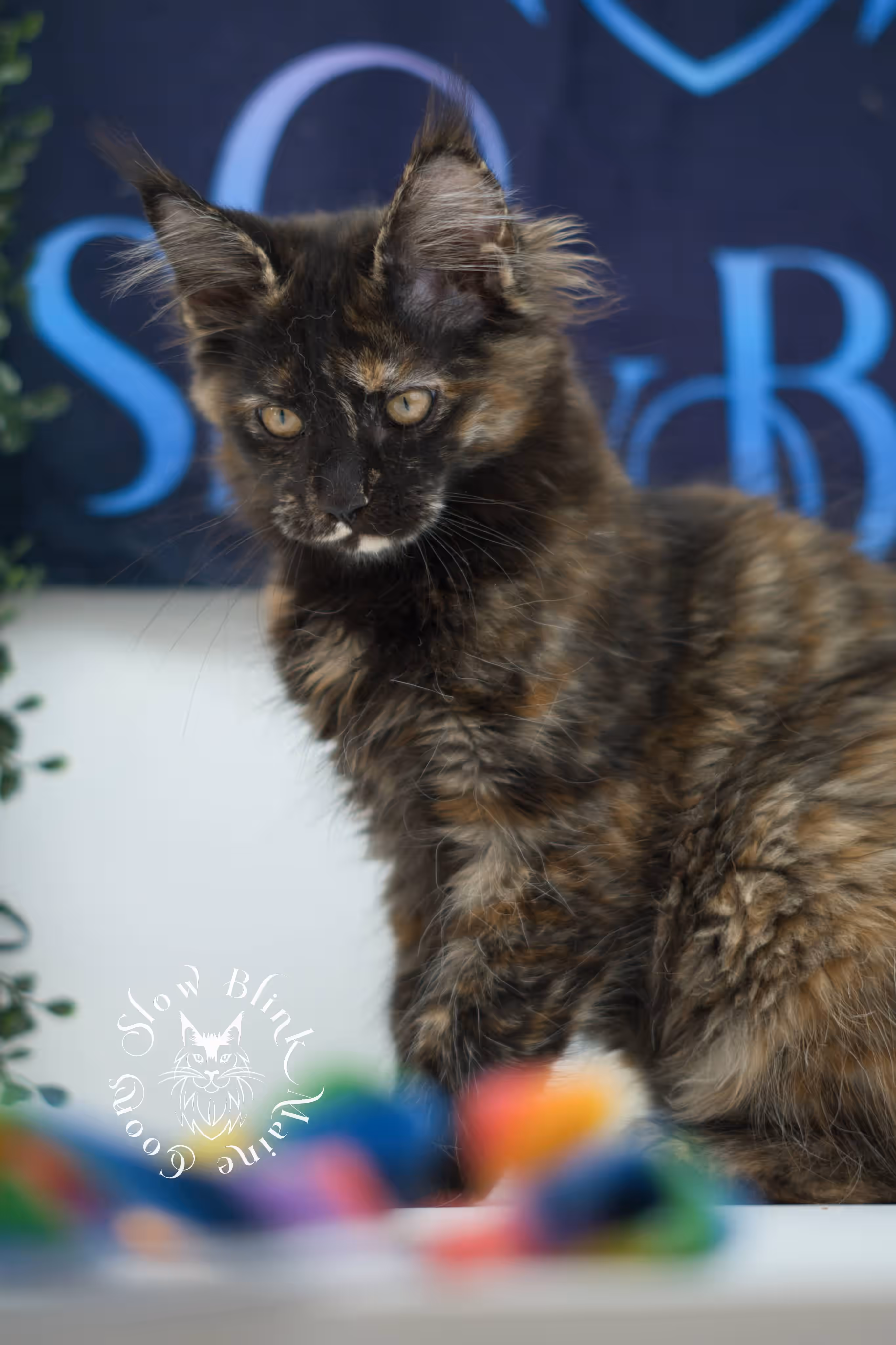 SlowBlink Maine Coons Photo > black tortie maine coon kitten female ems code mco f