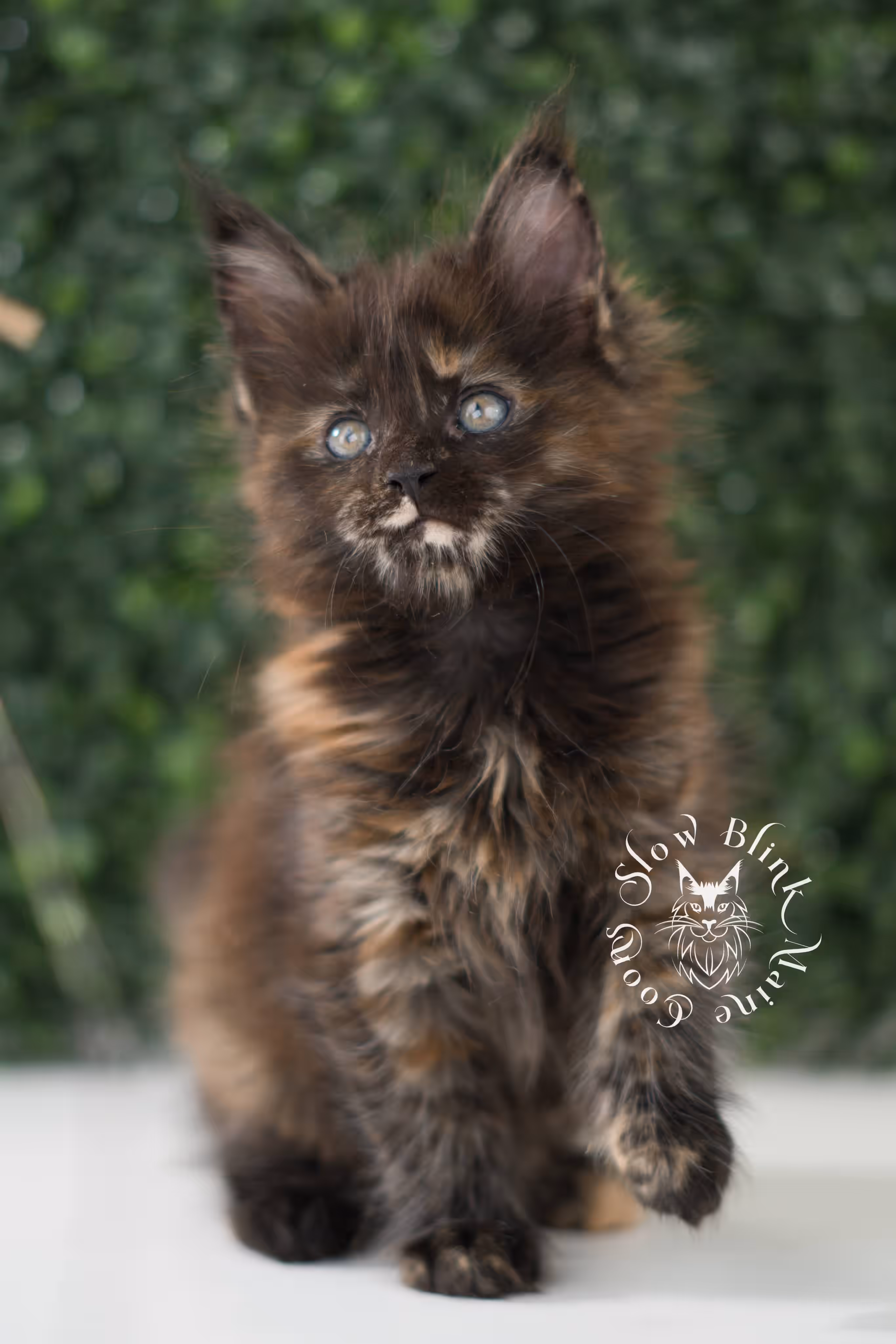 SlowBlink Maine Coons Photo > black tortie maine coon kitten female ems code mco f
