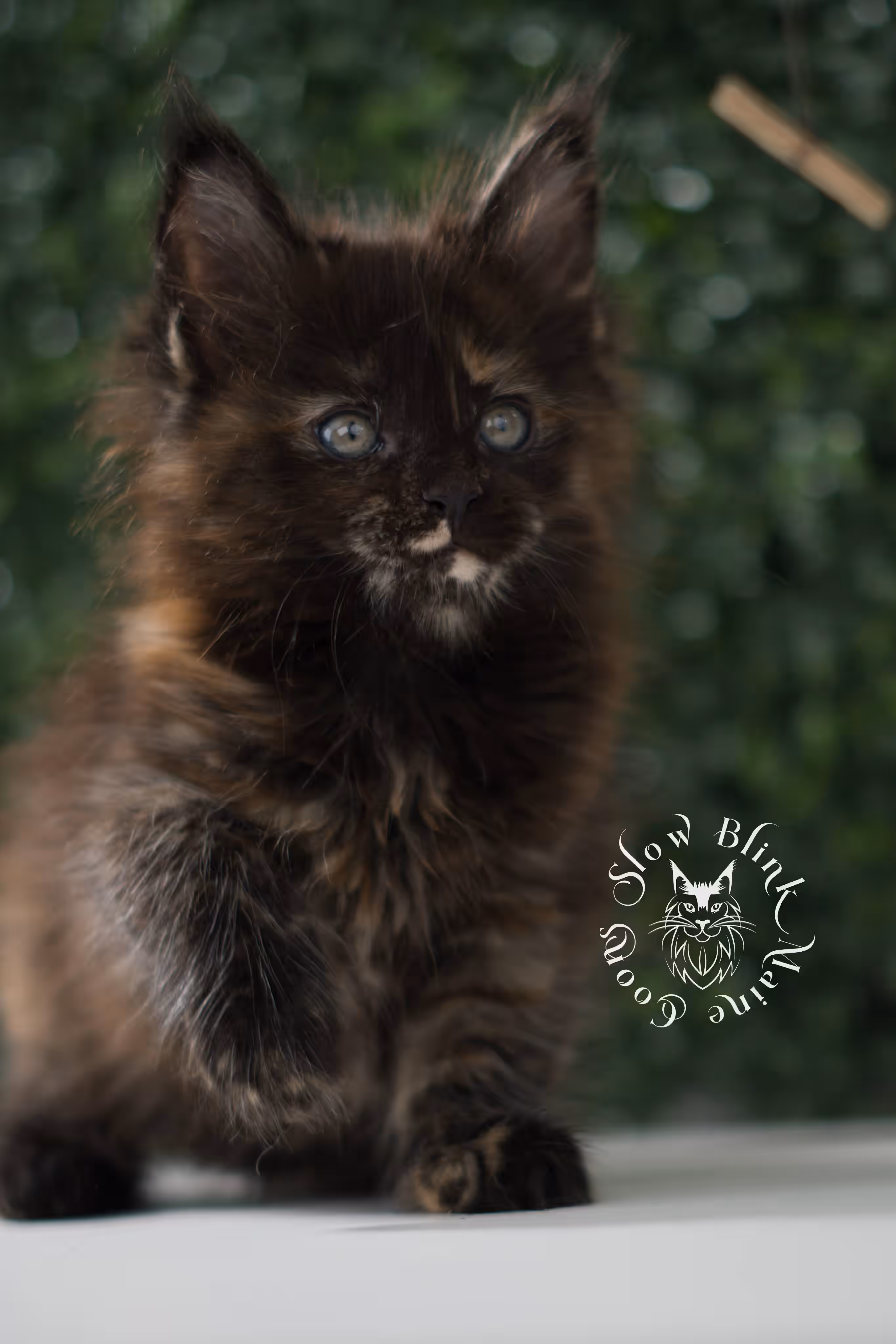 SlowBlink Maine Coons Photo > black tortie maine coon kitten female ems code mco f