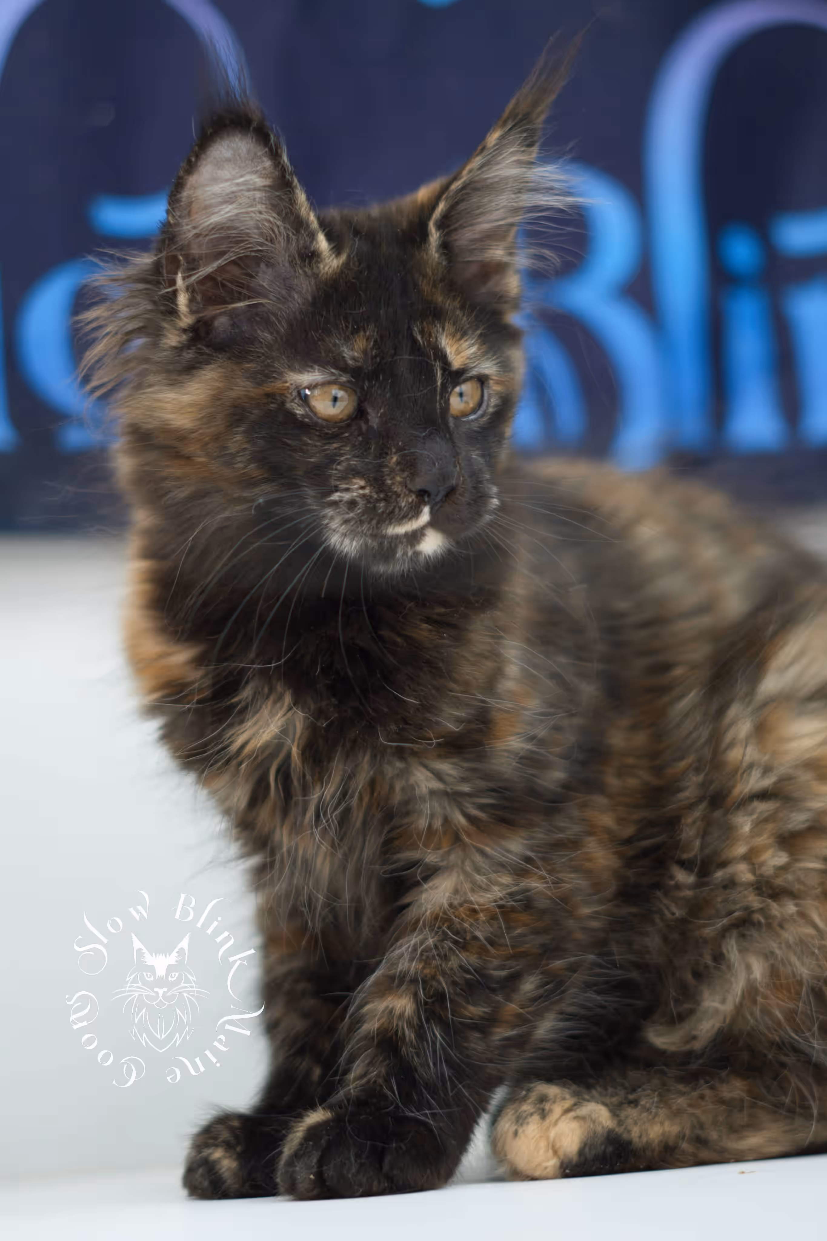 SlowBlink Maine Coons Photo > black tortie maine coon kitten female ems code mco f