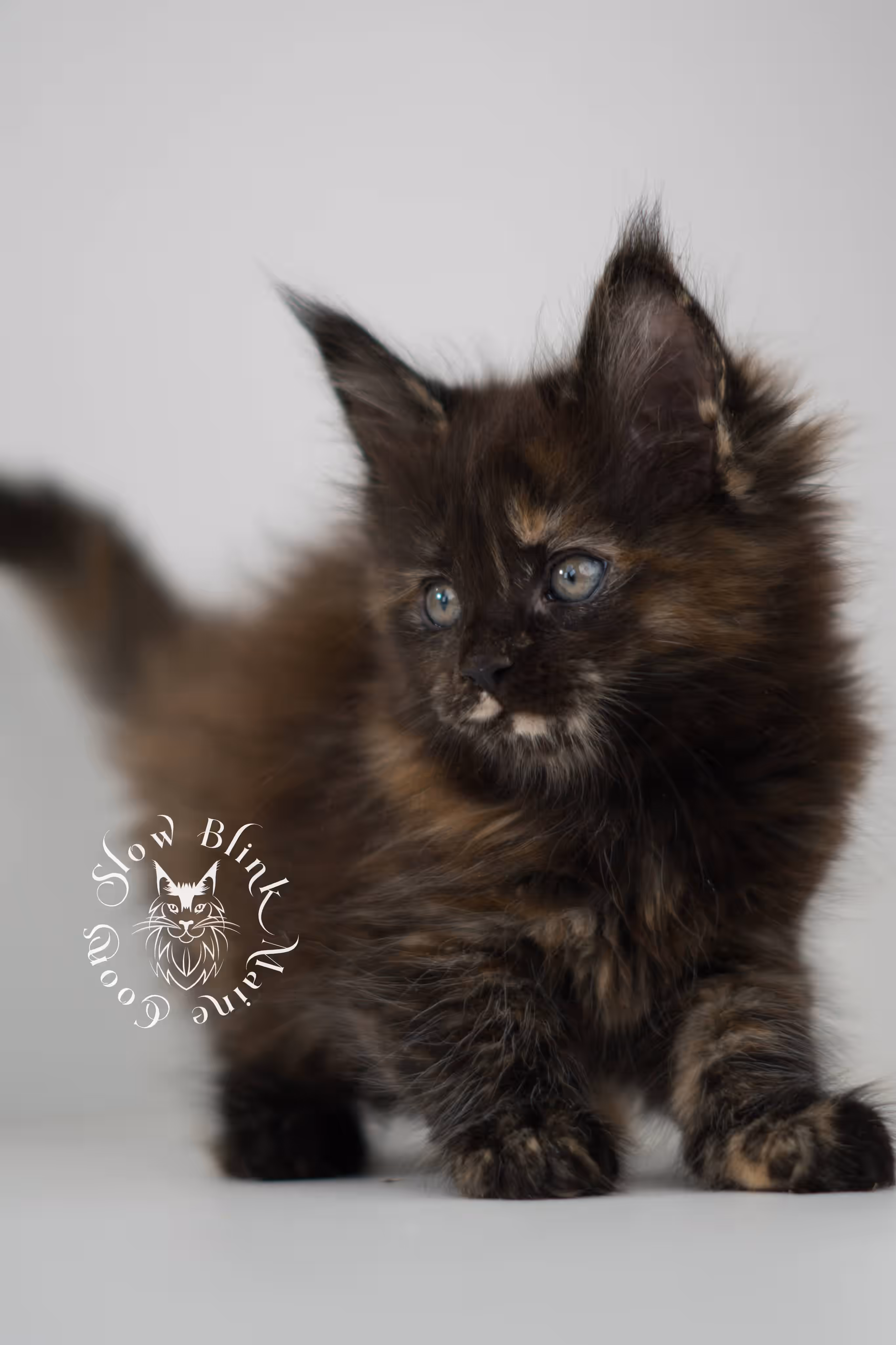 SlowBlink Maine Coons Photo > black tortie maine coon kitten female ems code mco f
