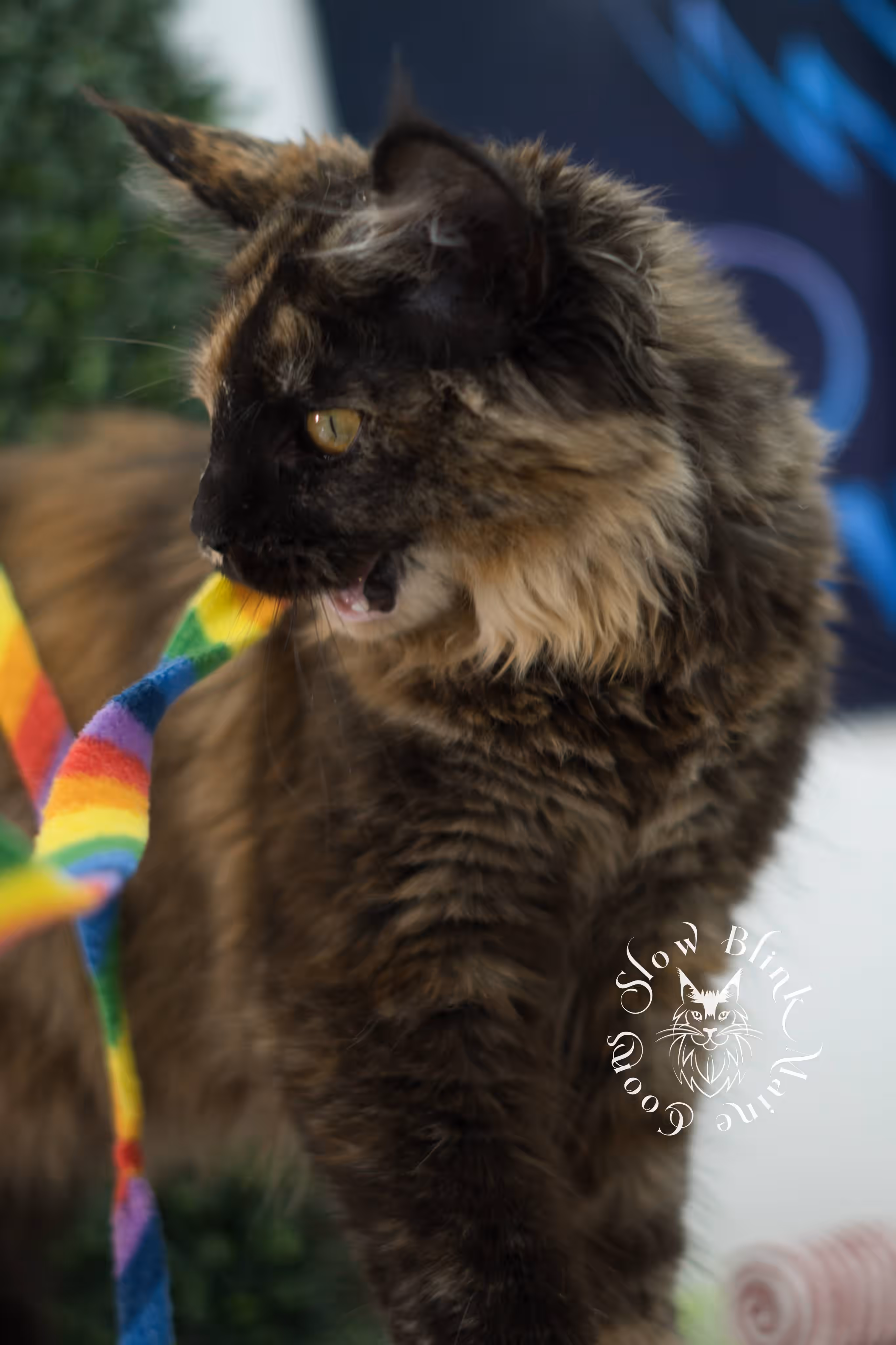 SlowBlink Maine Coons Photo > black tortie maine coon kitten female ems code mco f