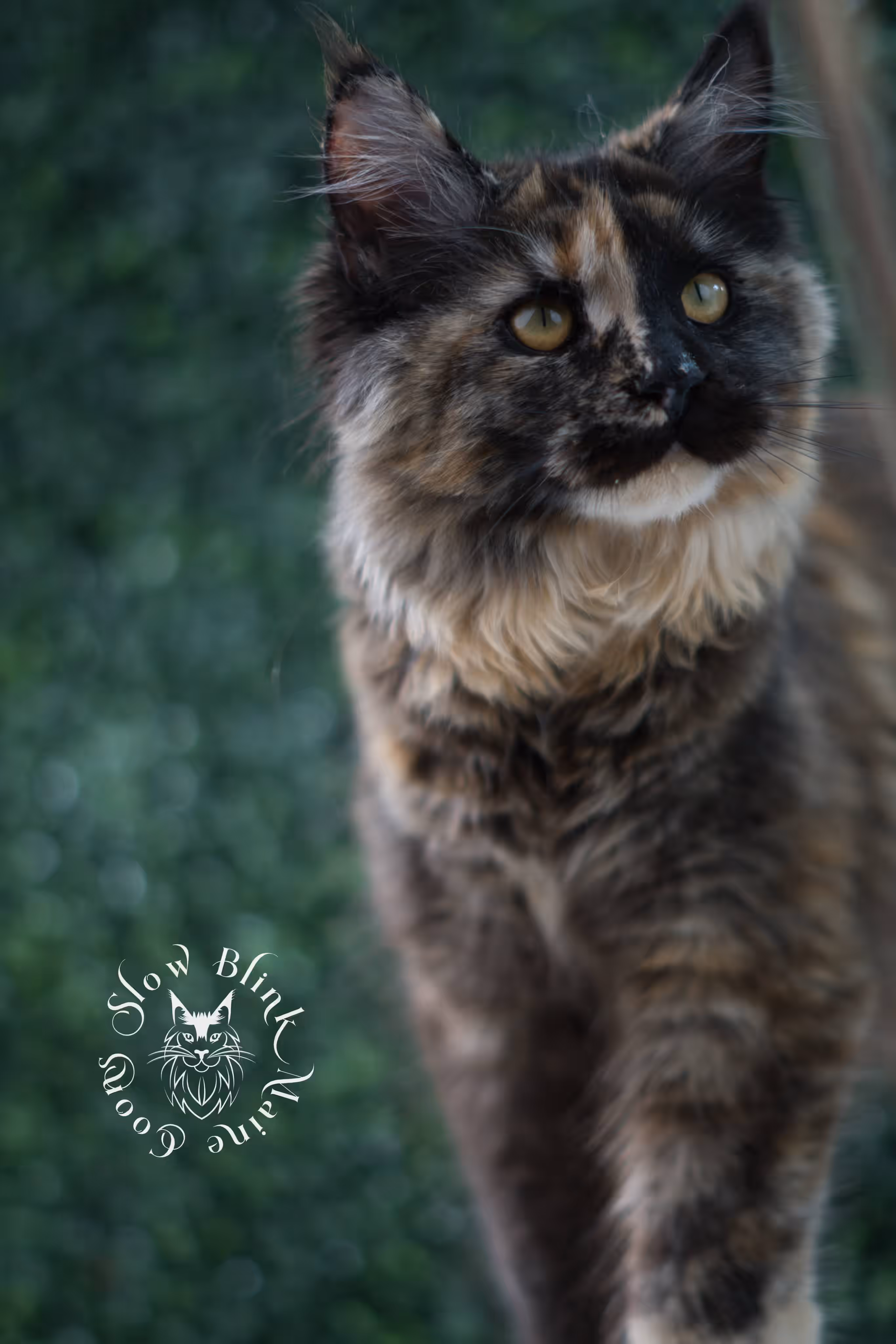 SlowBlink Maine Coons Photo > black tortie maine coon kitten female ems code mco f