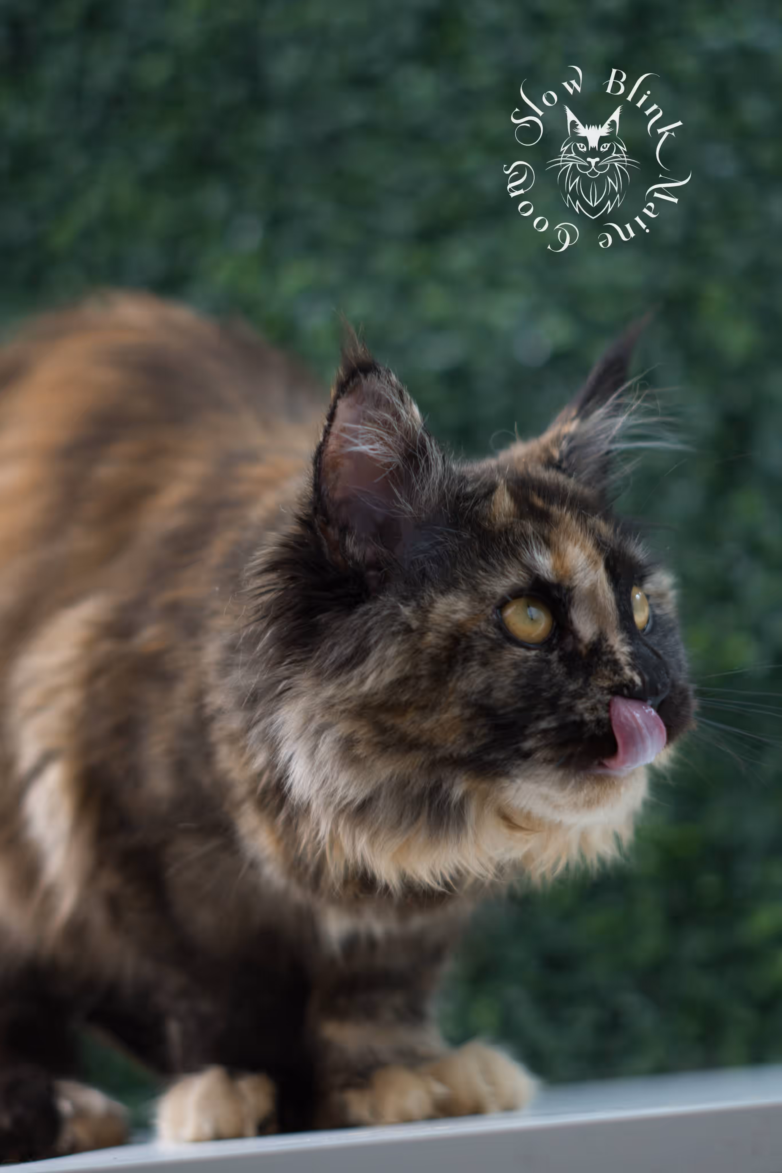 SlowBlink Maine Coons Photo > black tortie maine coon kitten female ems code mco f