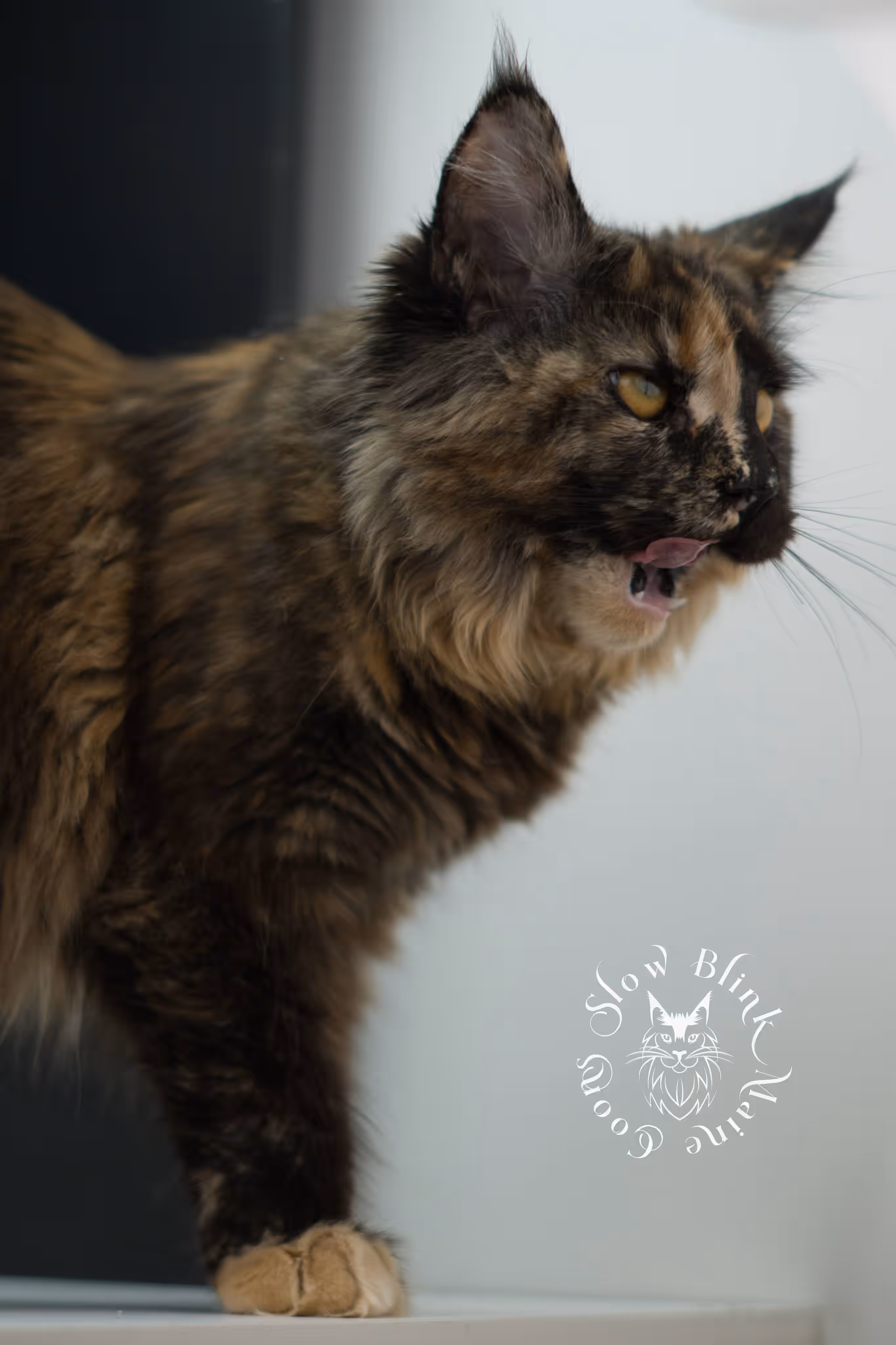 SlowBlink Maine Coons Photo > black tortie maine coon kitten female ems code mco f