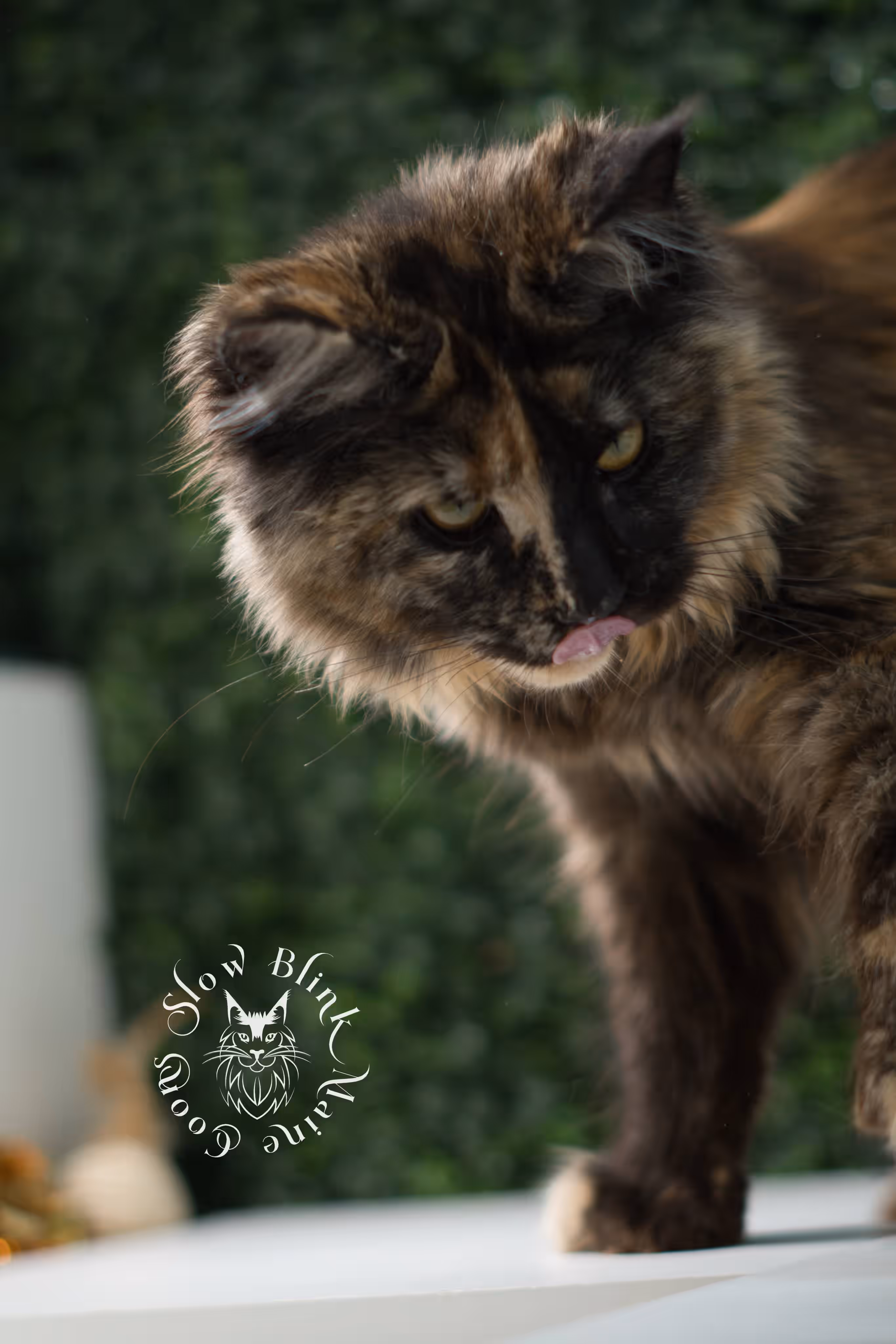 SlowBlink Maine Coons Photo > black tortie maine coon kitten female ems code mco f