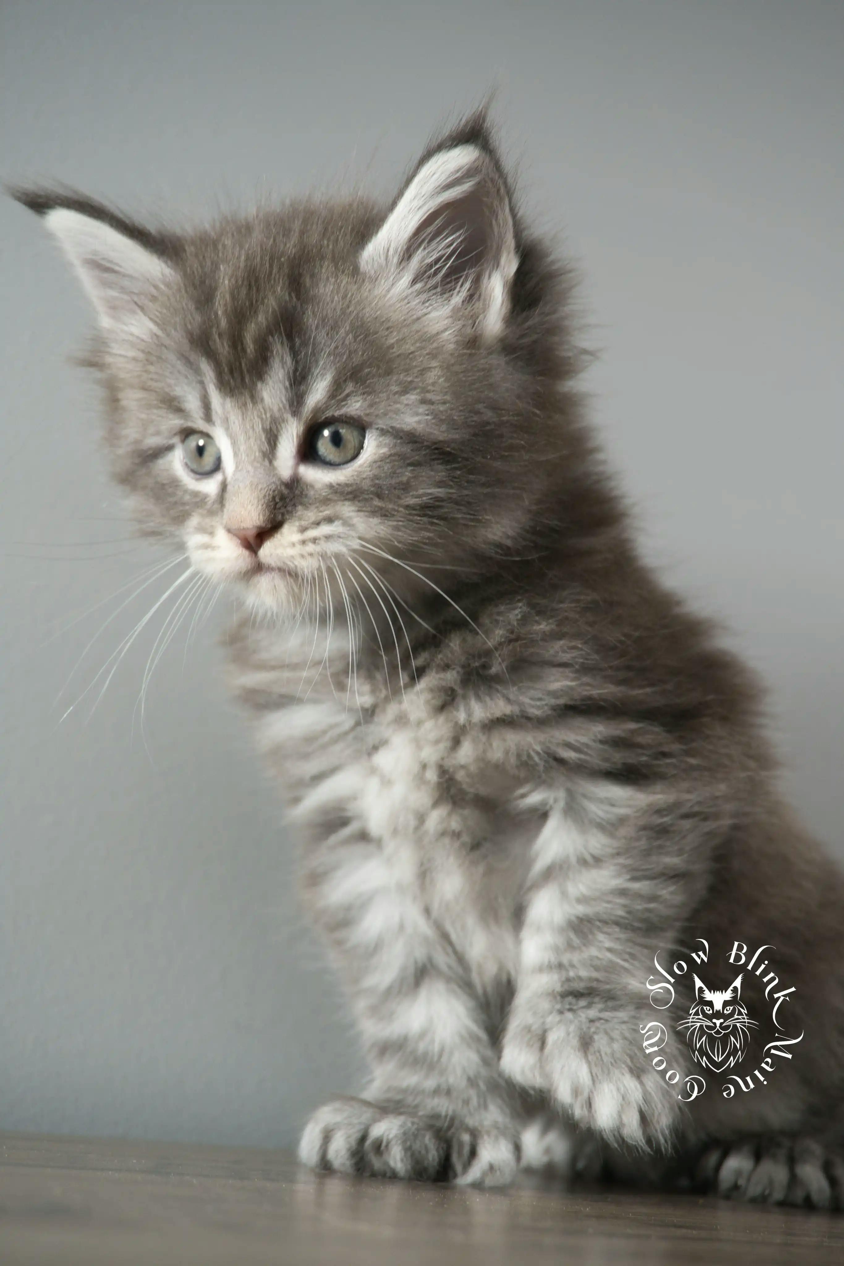 Blue Silver Tabby Maine Coon kitten for sale (now sold or kept in the cattery) photo