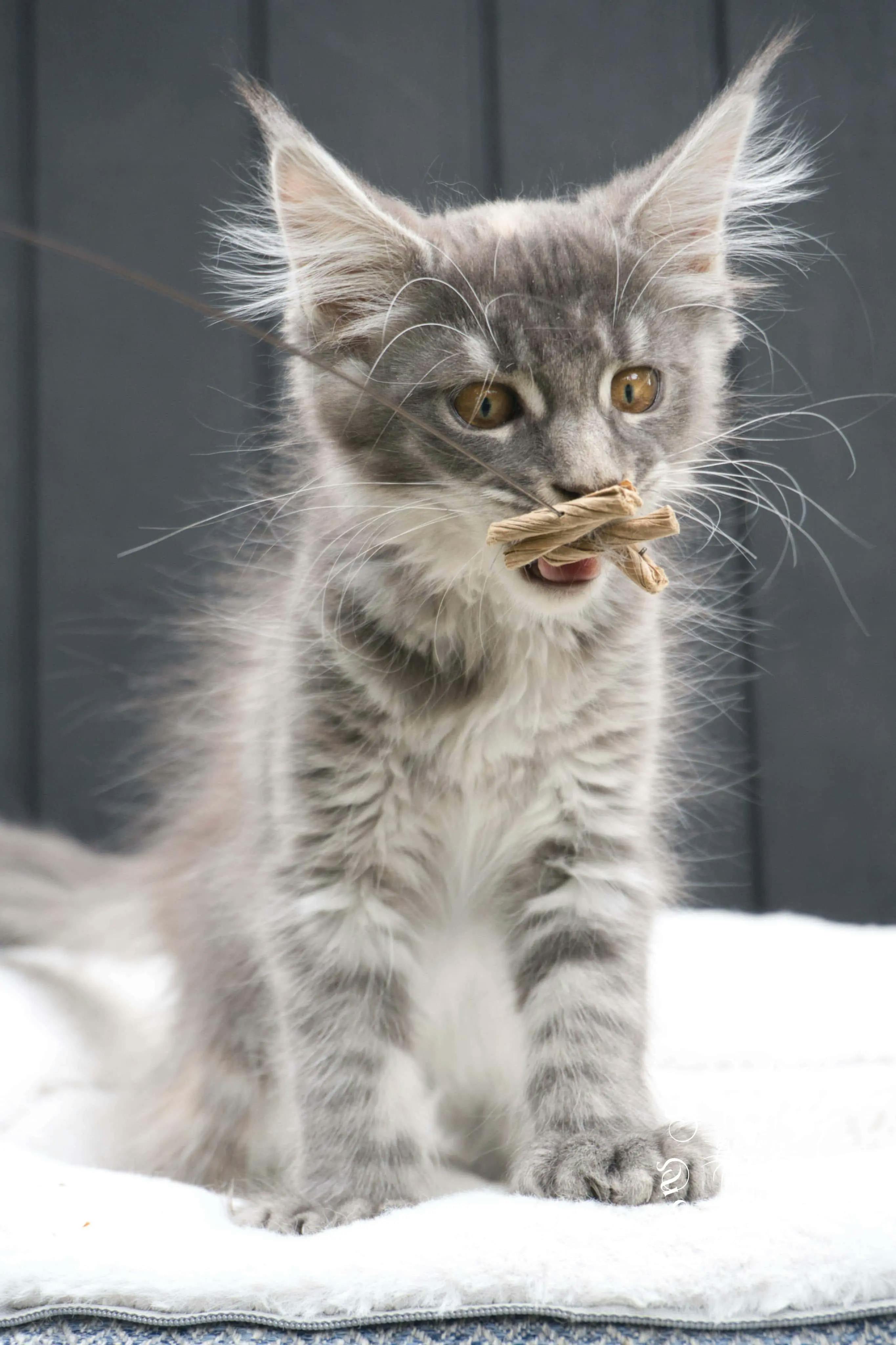 Blue Silver Tabby Maine Coon kitten for sale (now sold or kept in the cattery) photo