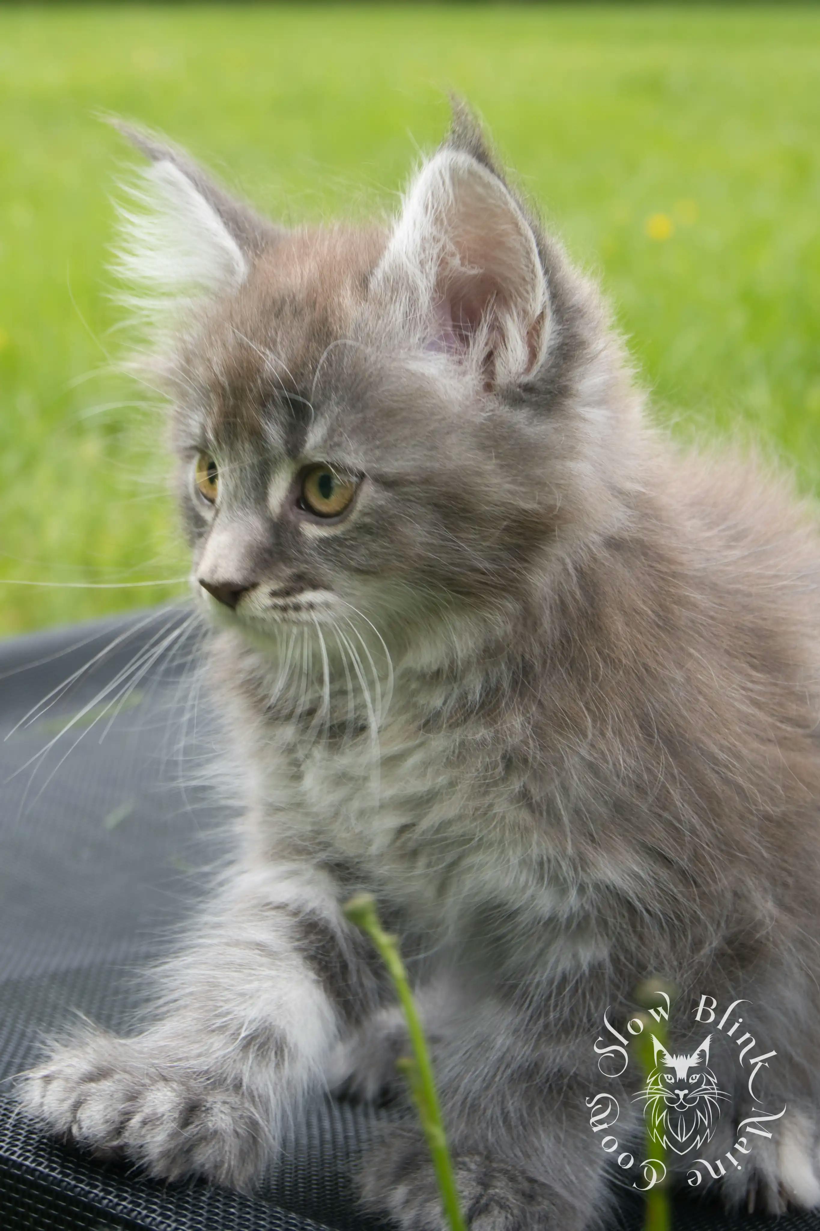 Blue Silver Tabby Maine Coon kitten for sale (now sold or kept in the cattery) photo