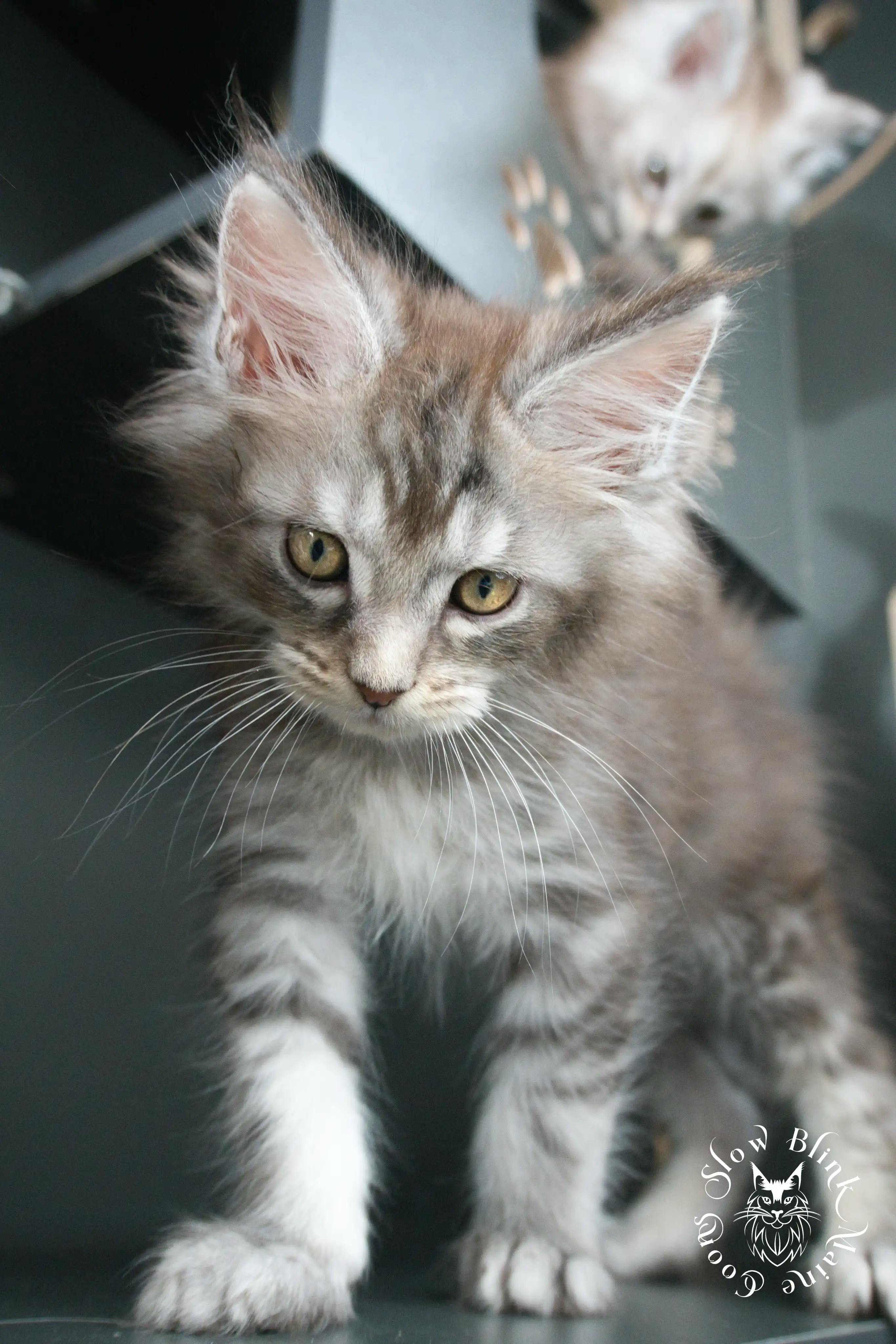 Blue Silver Tabby Maine Coon kitten for sale (now sold or kept in the cattery) photo