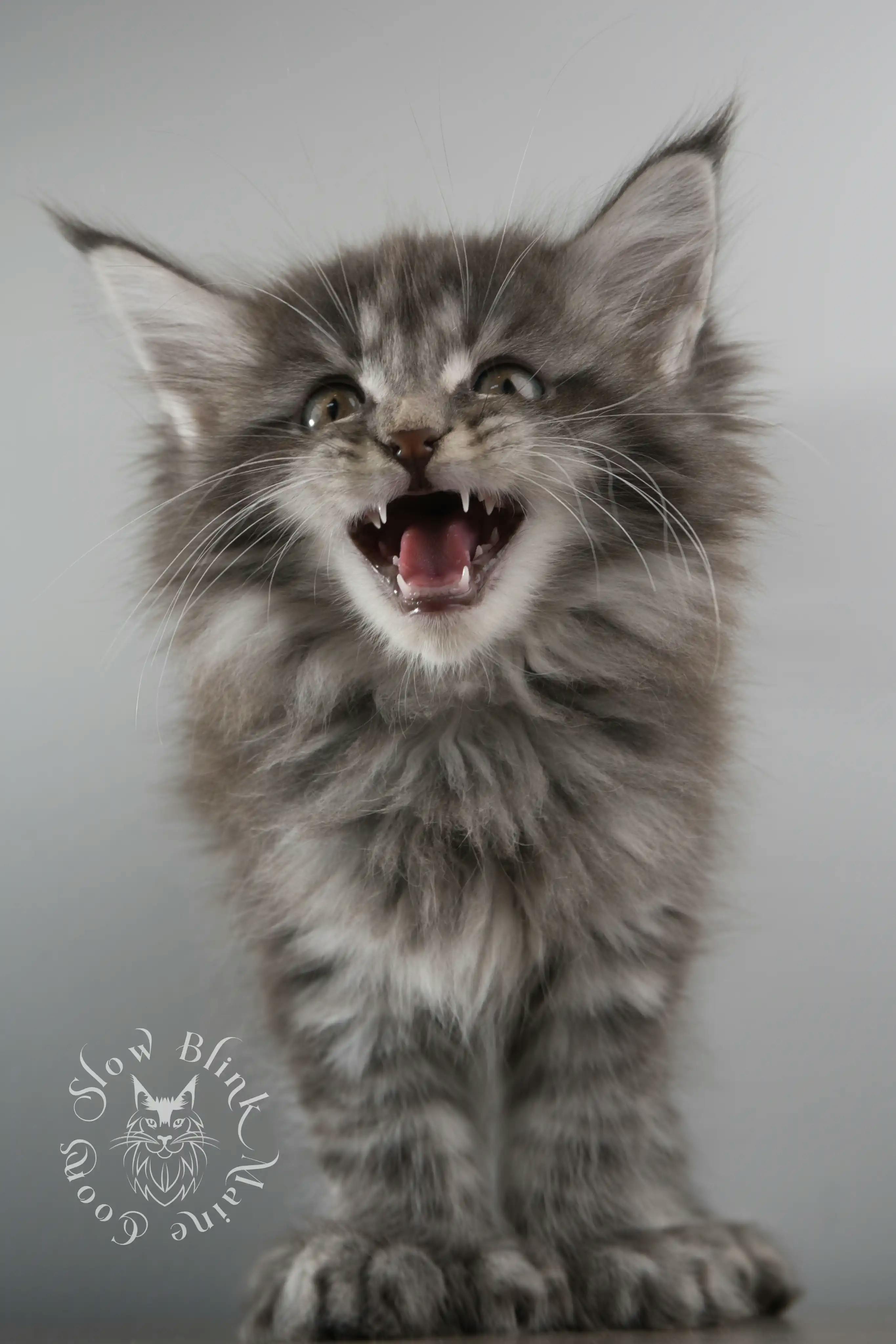 Blue Silver Tabby Maine Coon kitten for sale (now sold or kept in the cattery) photo