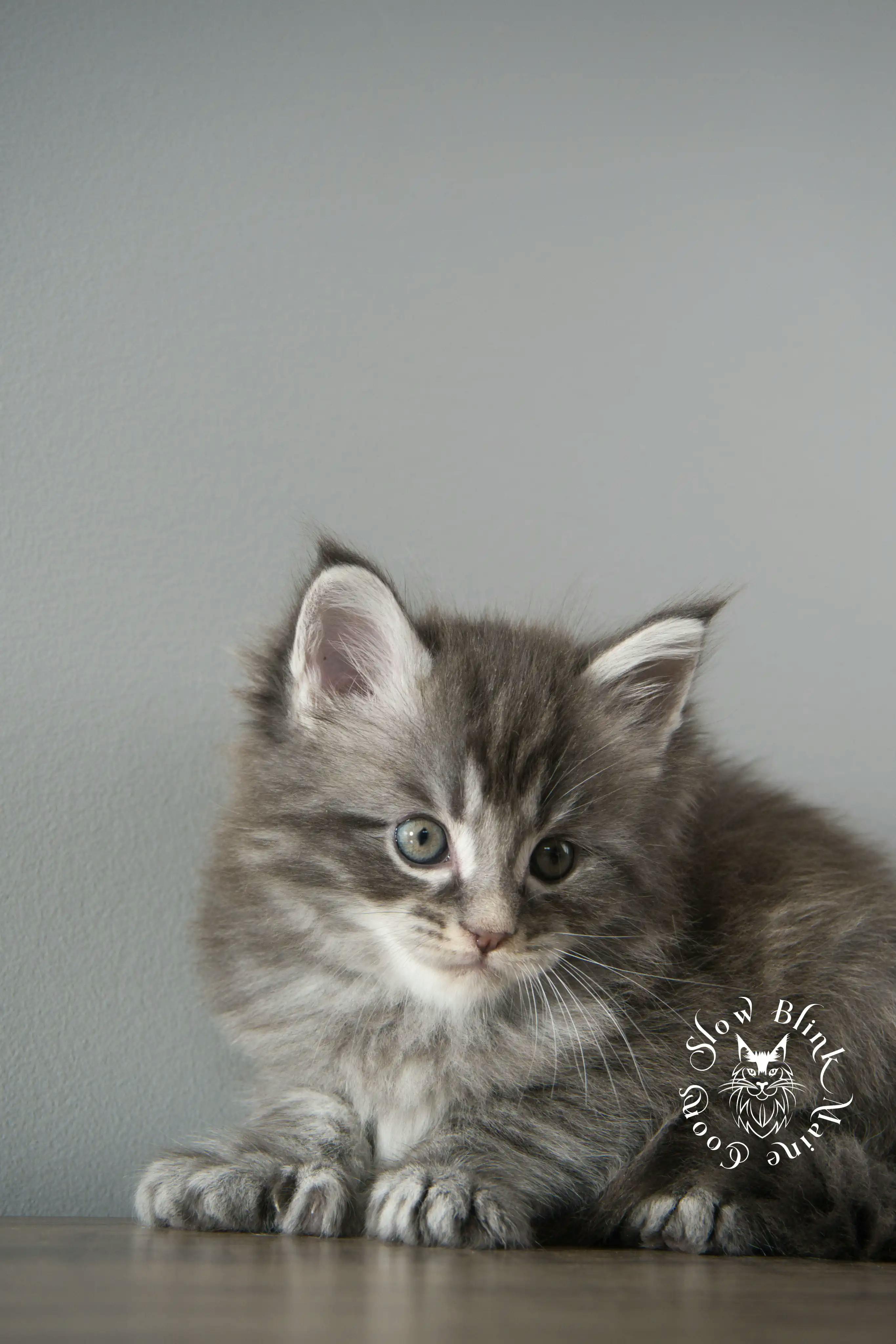 Blue Silver Tabby Maine Coon Kittens > blue silver tabby maine coon kitten | slowblinkmainecoons | 02