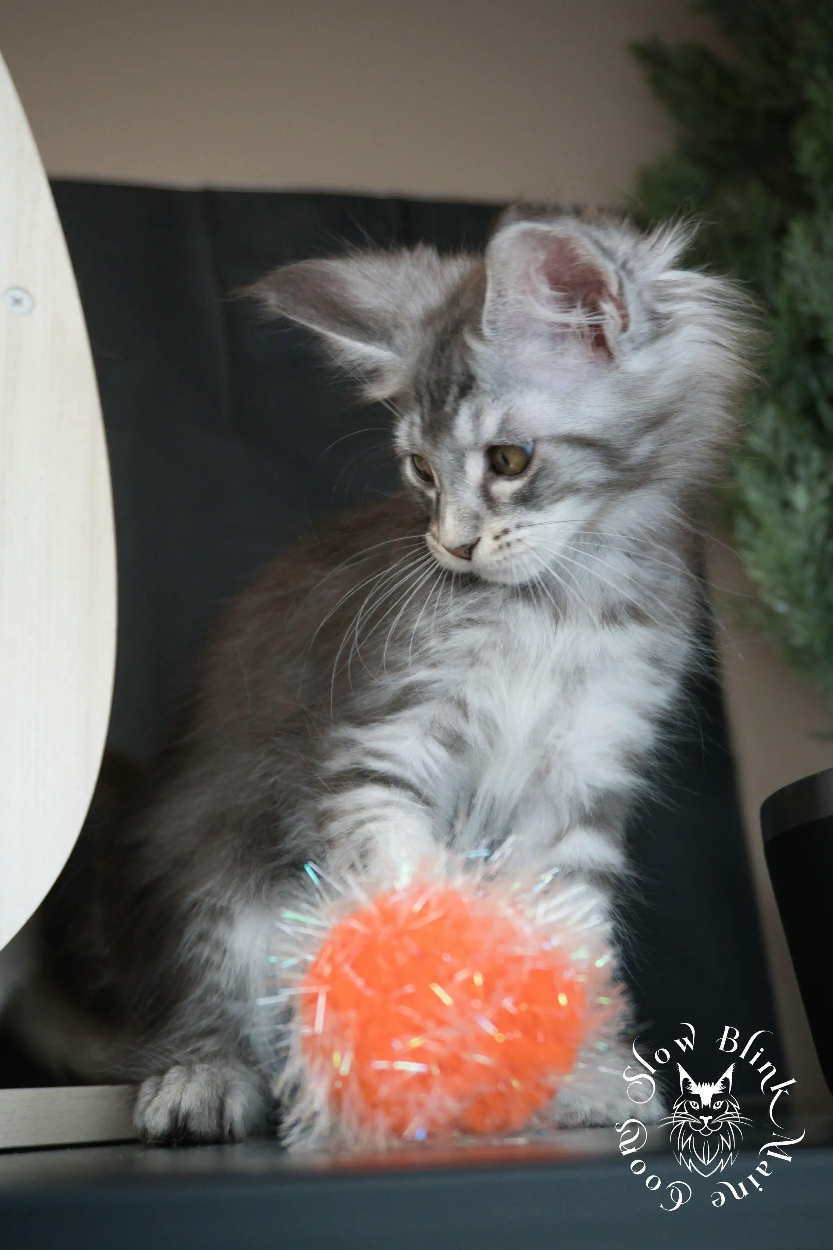 Blue Silver Tabby Maine Coon Kittens > blue silver tabby maine coon kitten | slowblinkmainecoons | 03