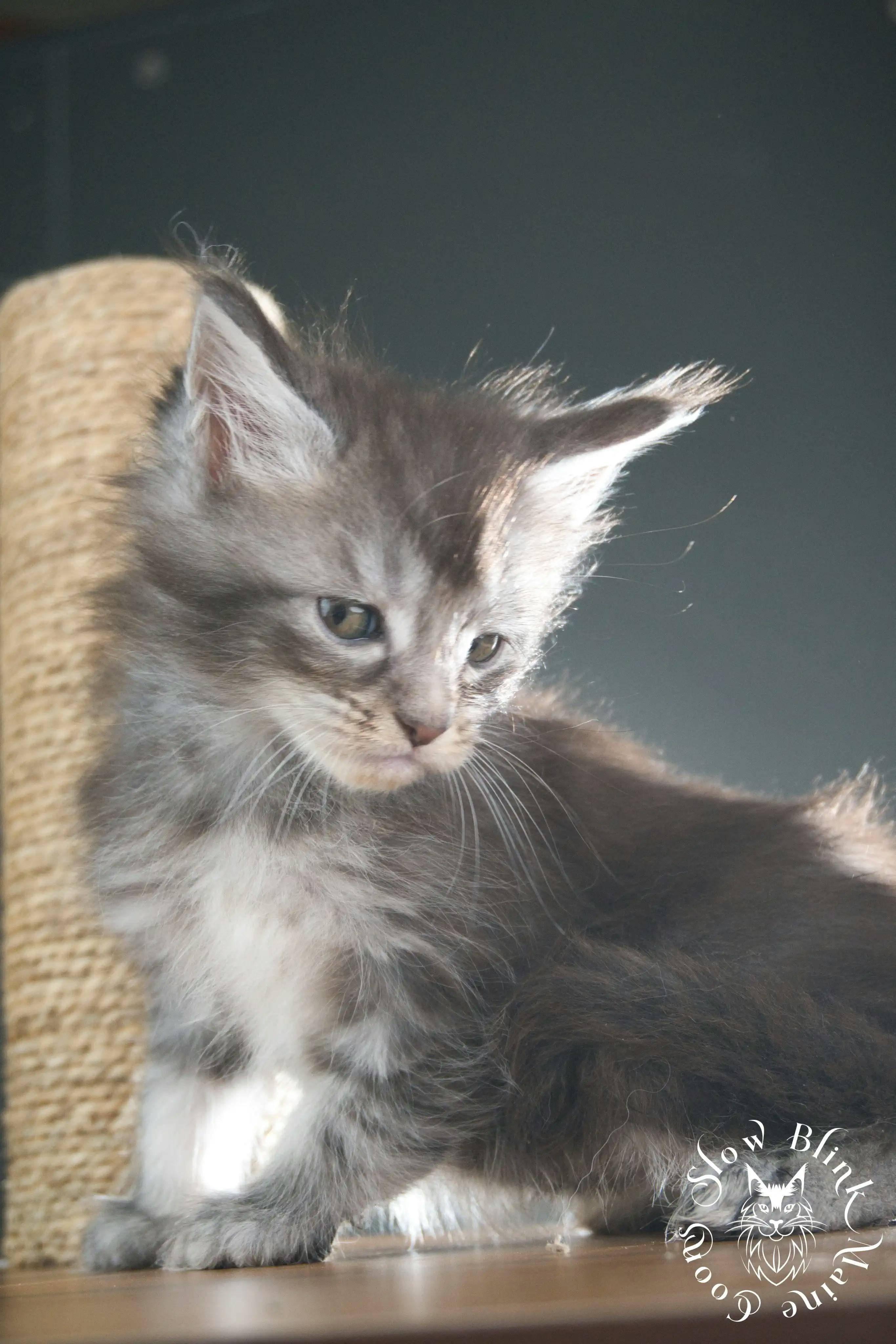 Blue Silver Tabby Maine Coon Kittens > blue silver tabby maine coon kitten | slowblinkmainecoons | 04