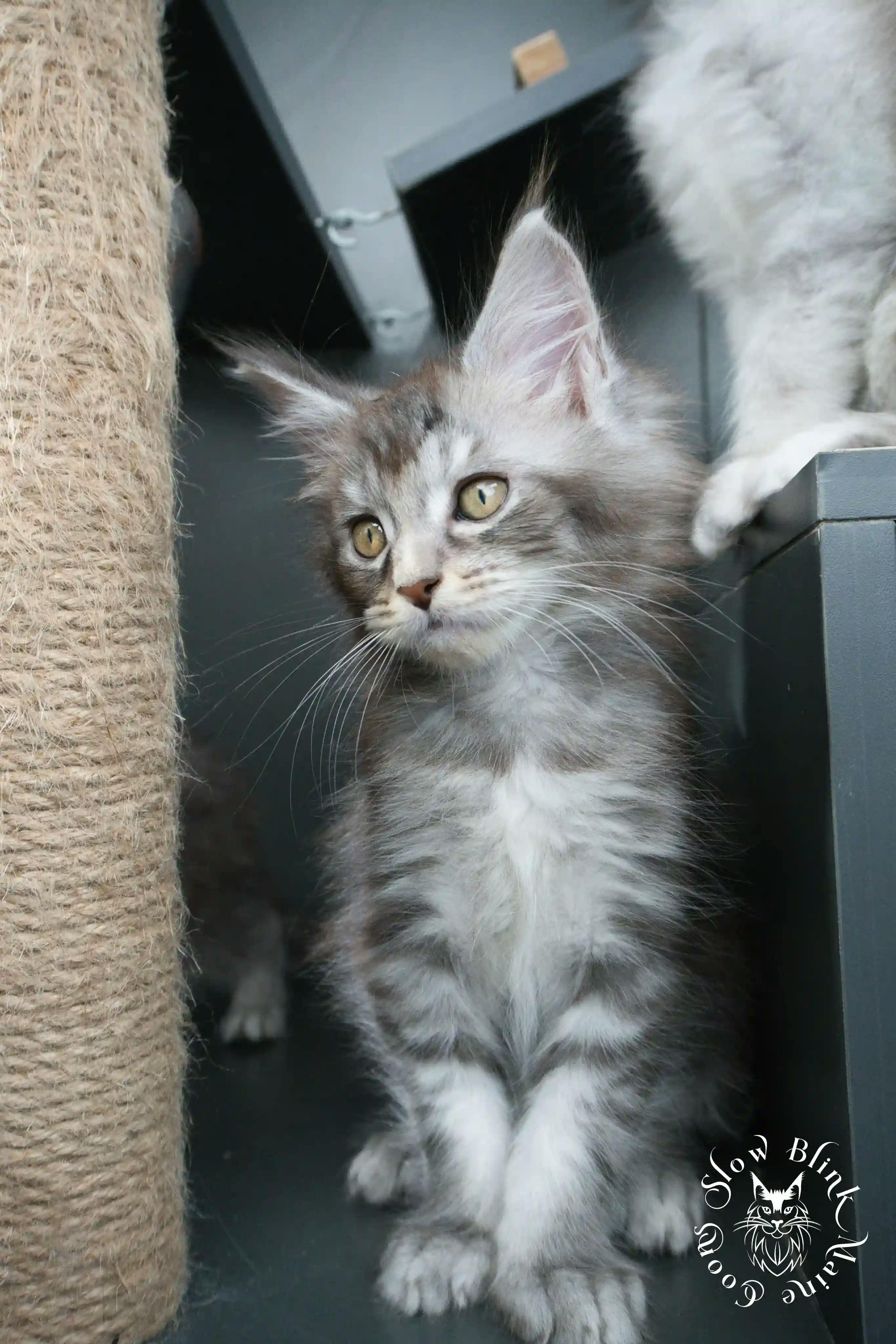 Blue Silver Tabby Maine Coon Kittens > blue silver tabby maine coon kitten | slowblinkmainecoons | 05
