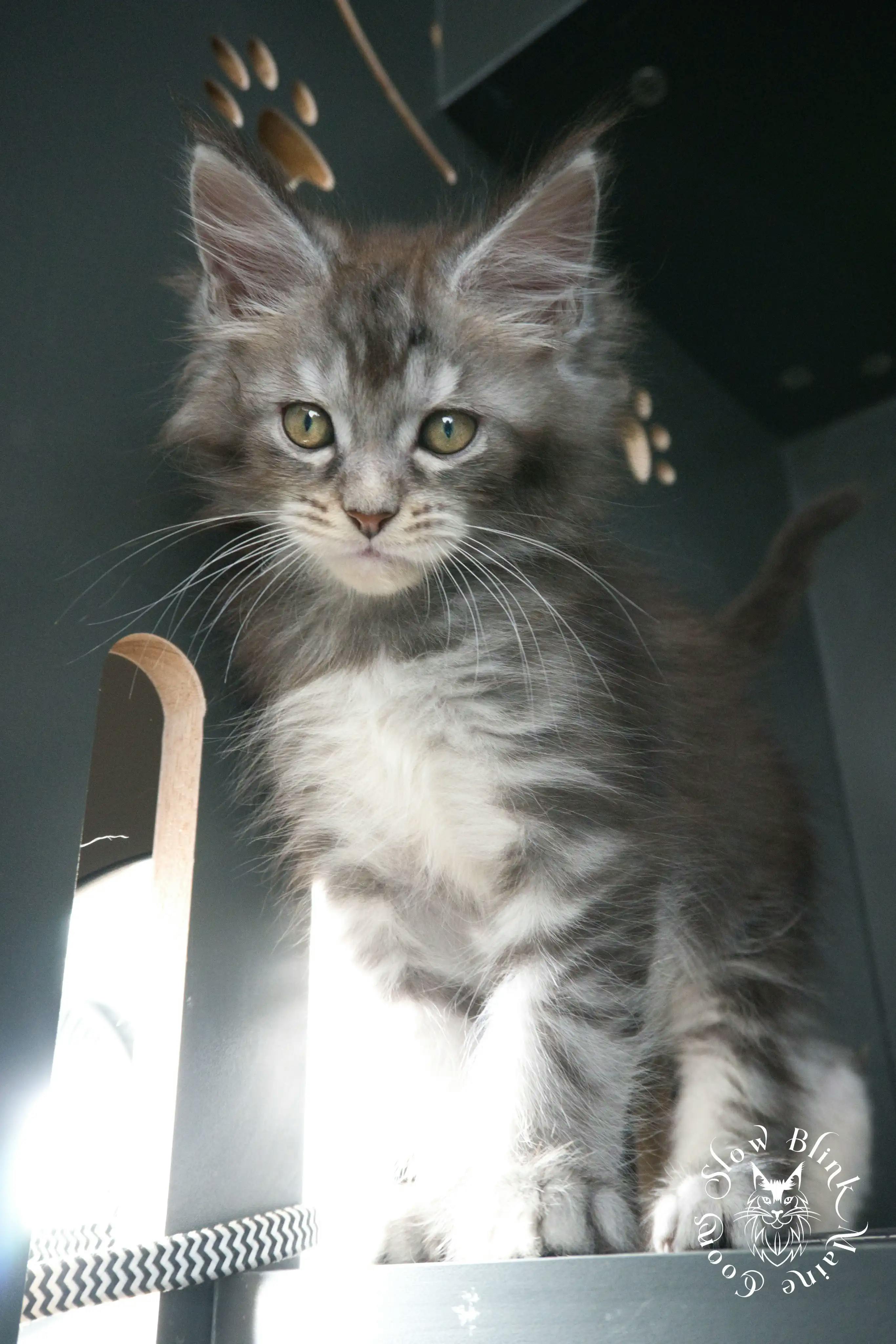Blue Silver Tabby Maine Coon Kittens > blue silver tabby maine coon kitten | slowblinkmainecoons | 143