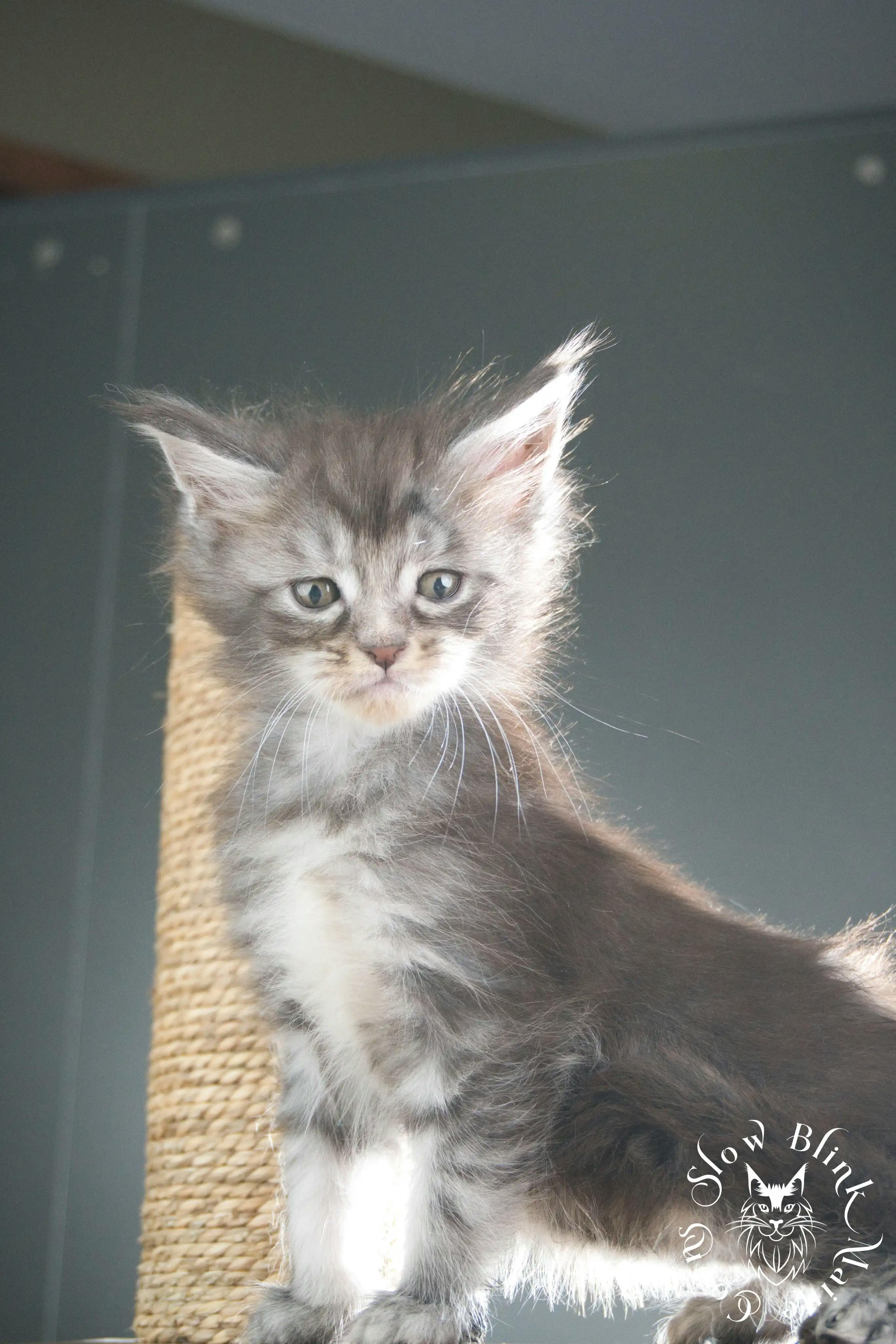 Blue Silver Tabby Maine Coon Kittens > blue silver tabby maine coon kitten | slowblinkmainecoons | 303