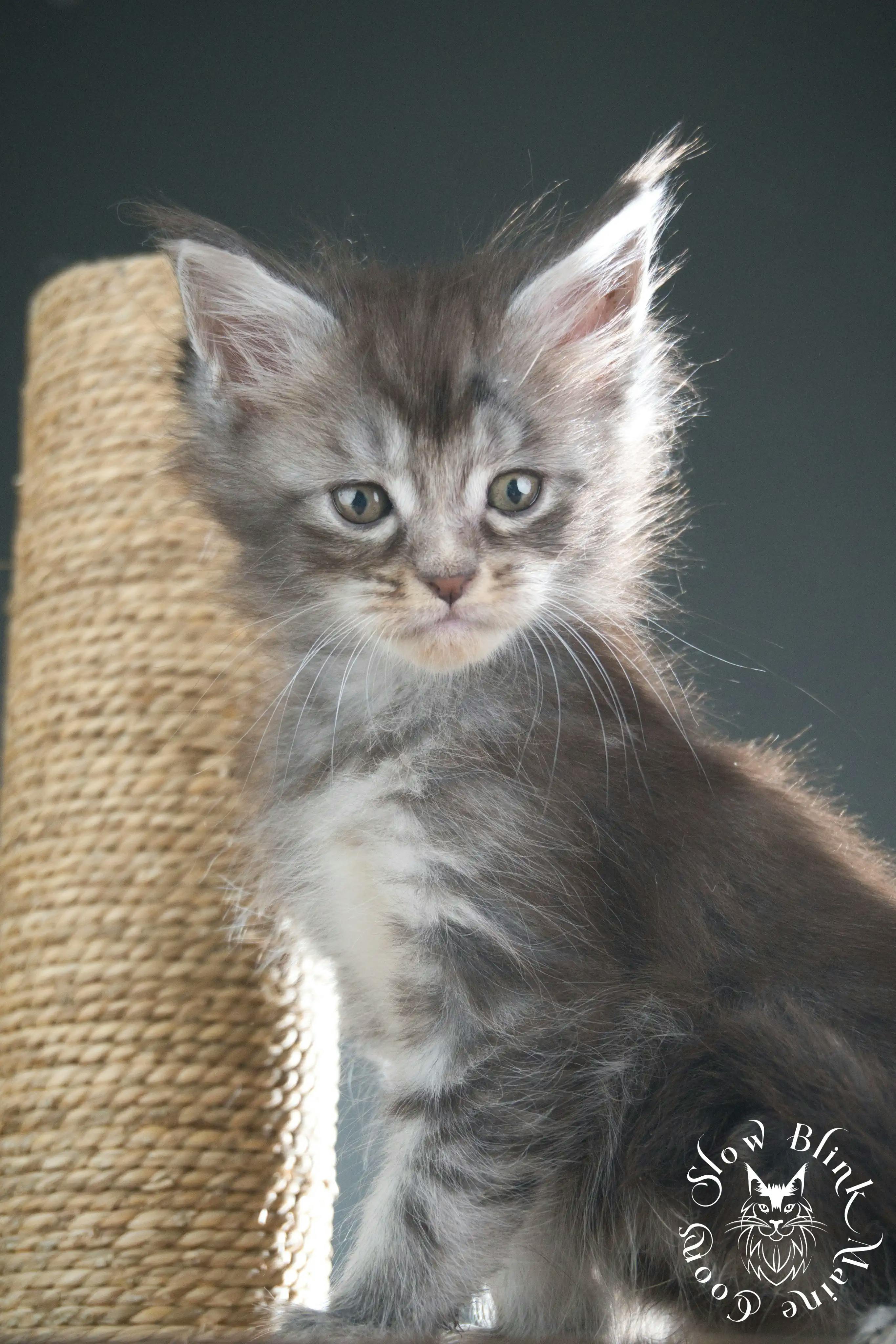 Blue Silver Tabby Maine Coon Kittens > blue silver tabby maine coon kitten | slowblinkmainecoons | 304