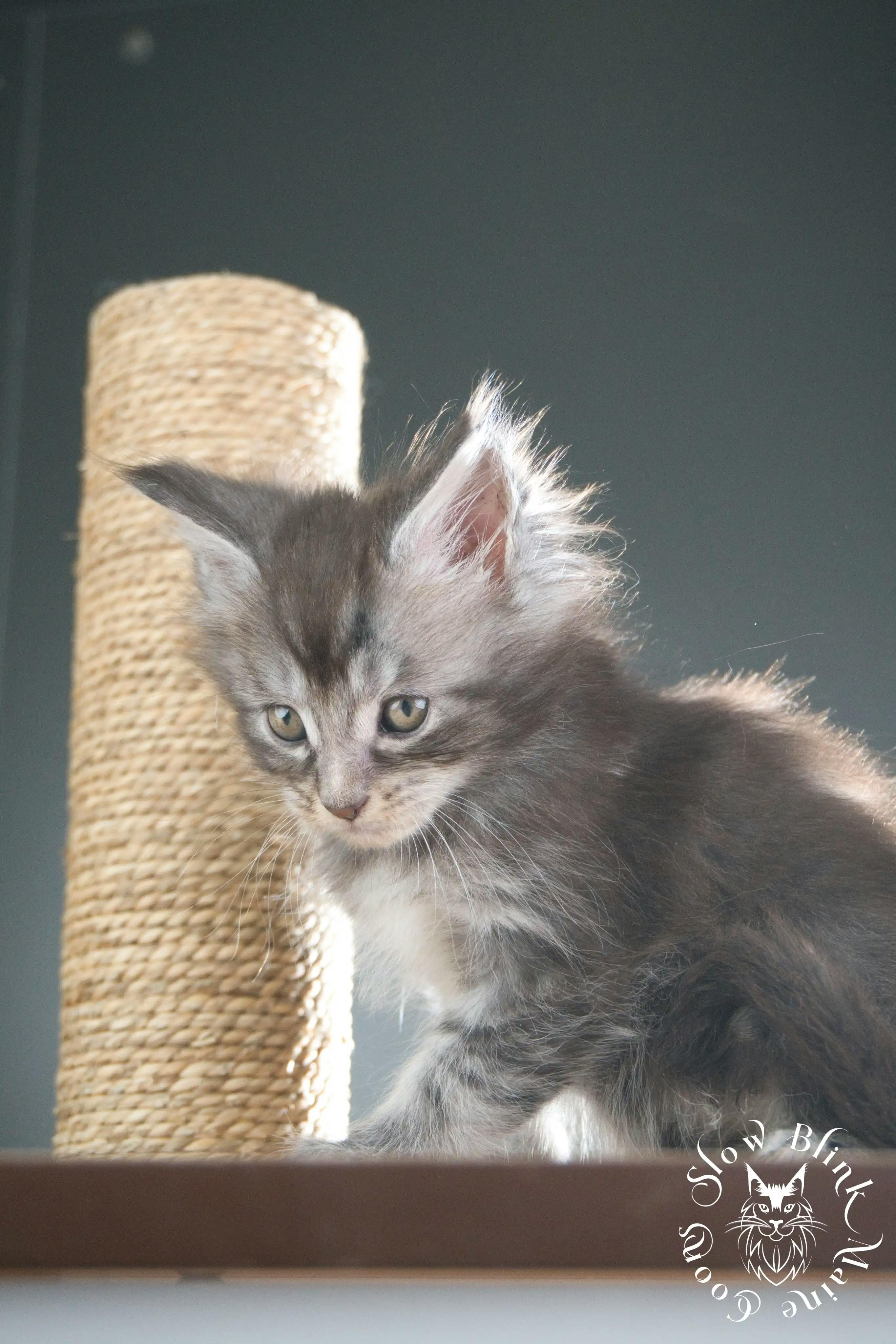 Blue Silver Tabby Maine Coon Kittens > blue silver tabby maine coon kitten | slowblinkmainecoons | 305