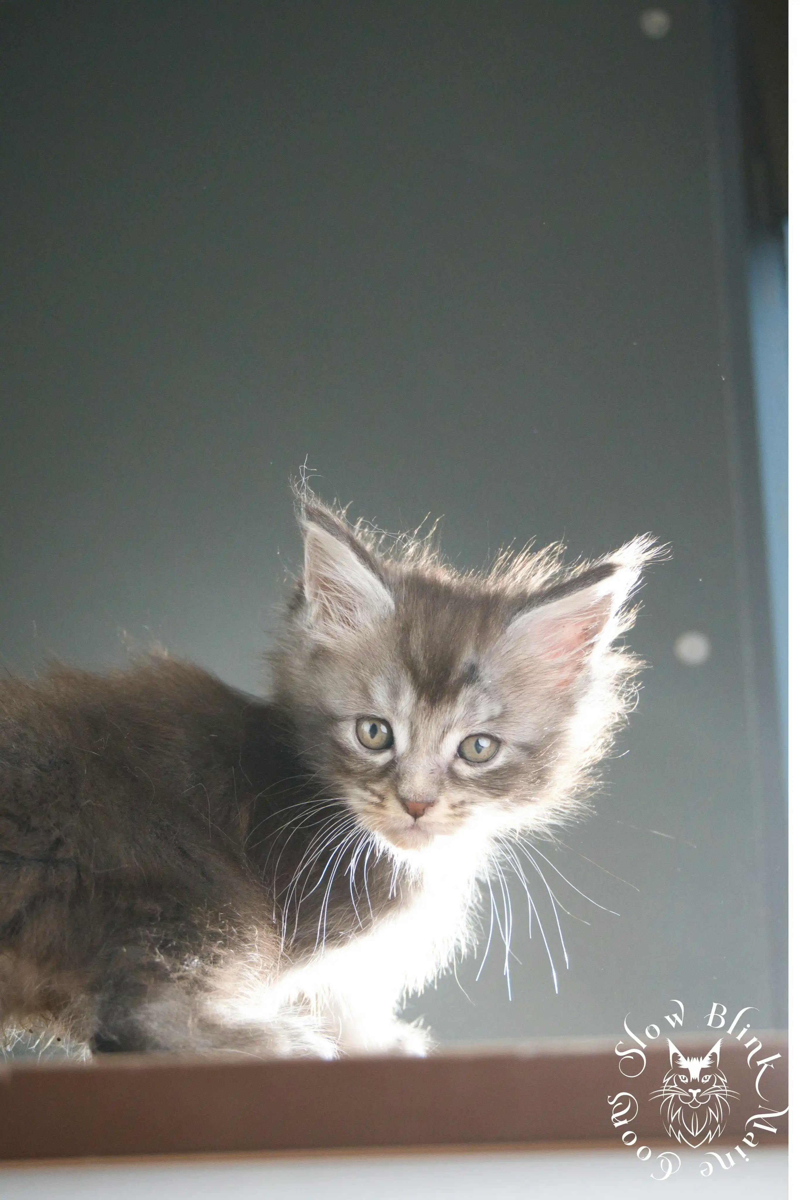 Blue Silver Tabby Maine Coon Kittens > blue silver tabby maine coon kitten | slowblinkmainecoons | 306