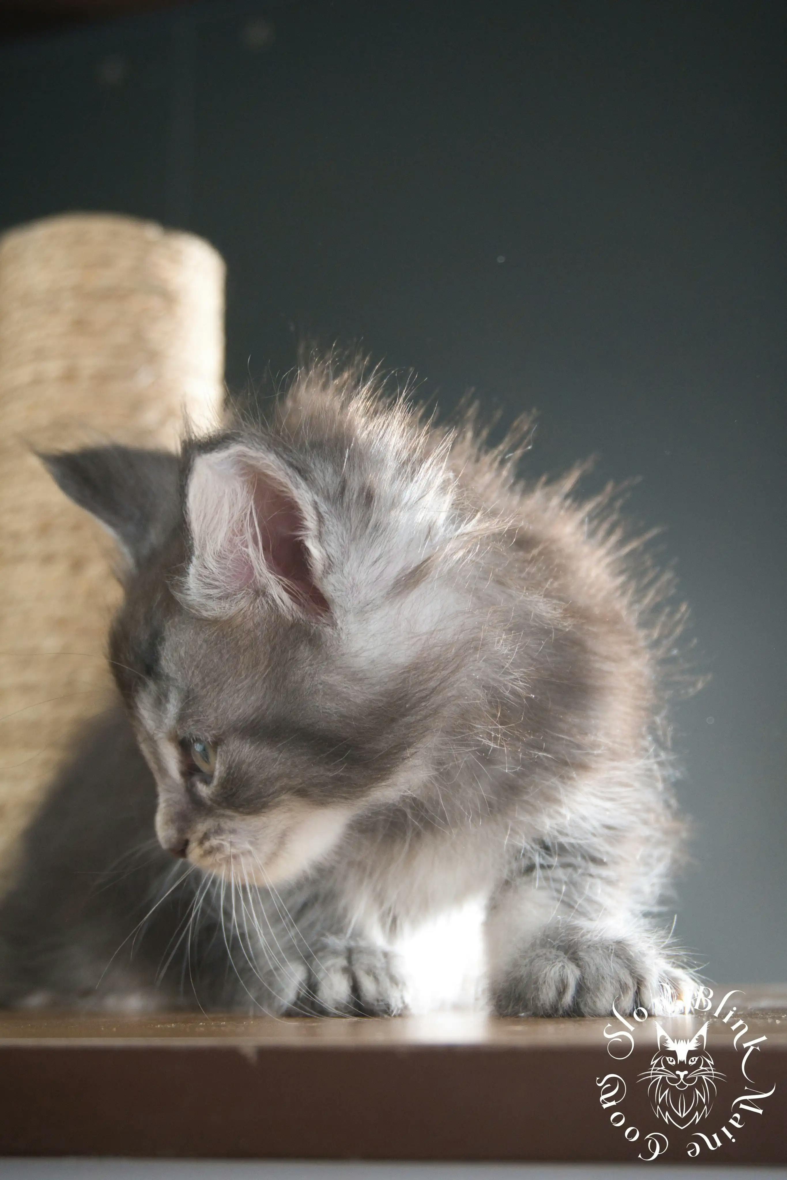 Blue Silver Tabby Maine Coon Kittens > blue silver tabby maine coon kitten | slowblinkmainecoons | 307