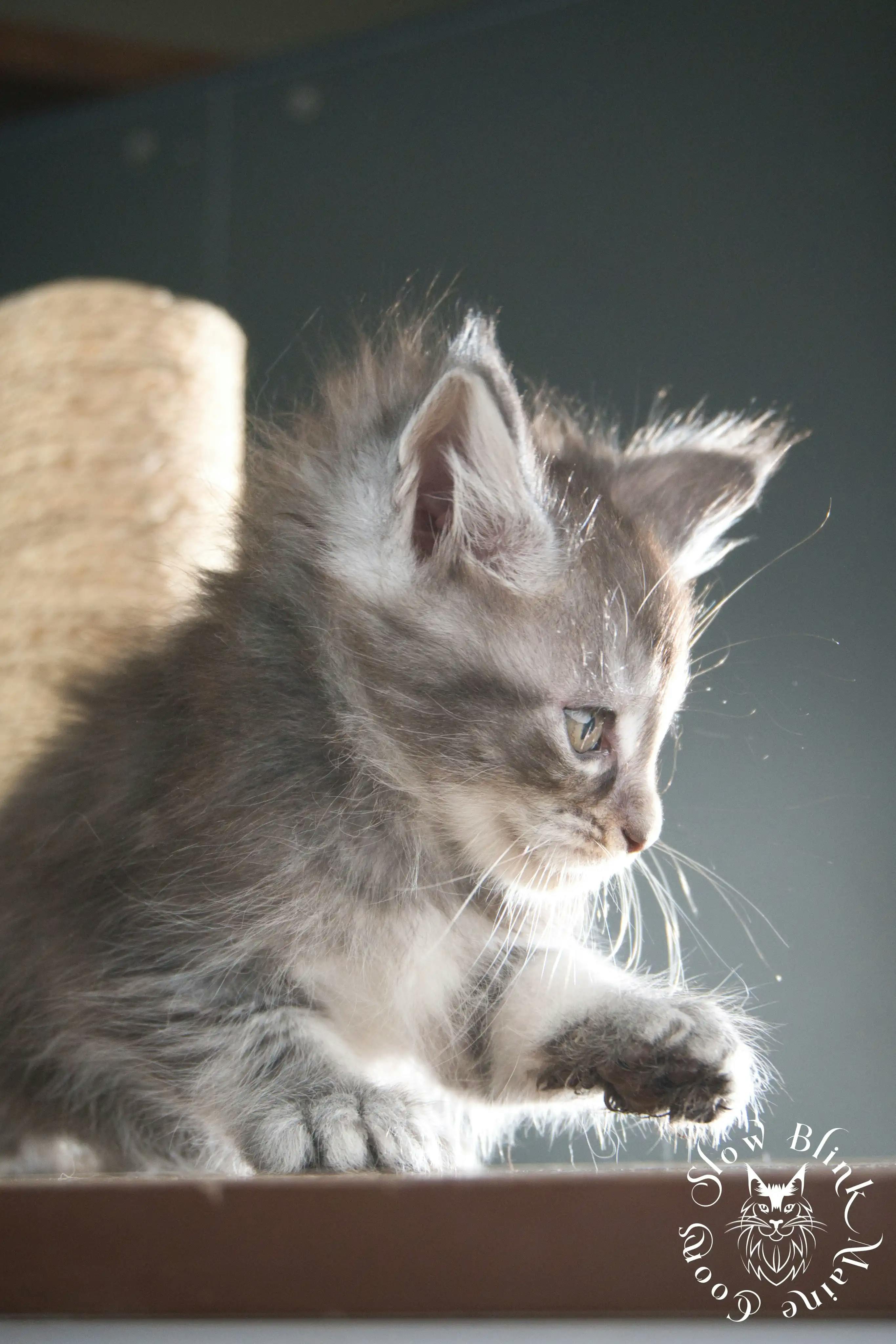 Blue Silver Tabby Maine Coon Kittens > blue silver tabby maine coon kitten | slowblinkmainecoons | 308