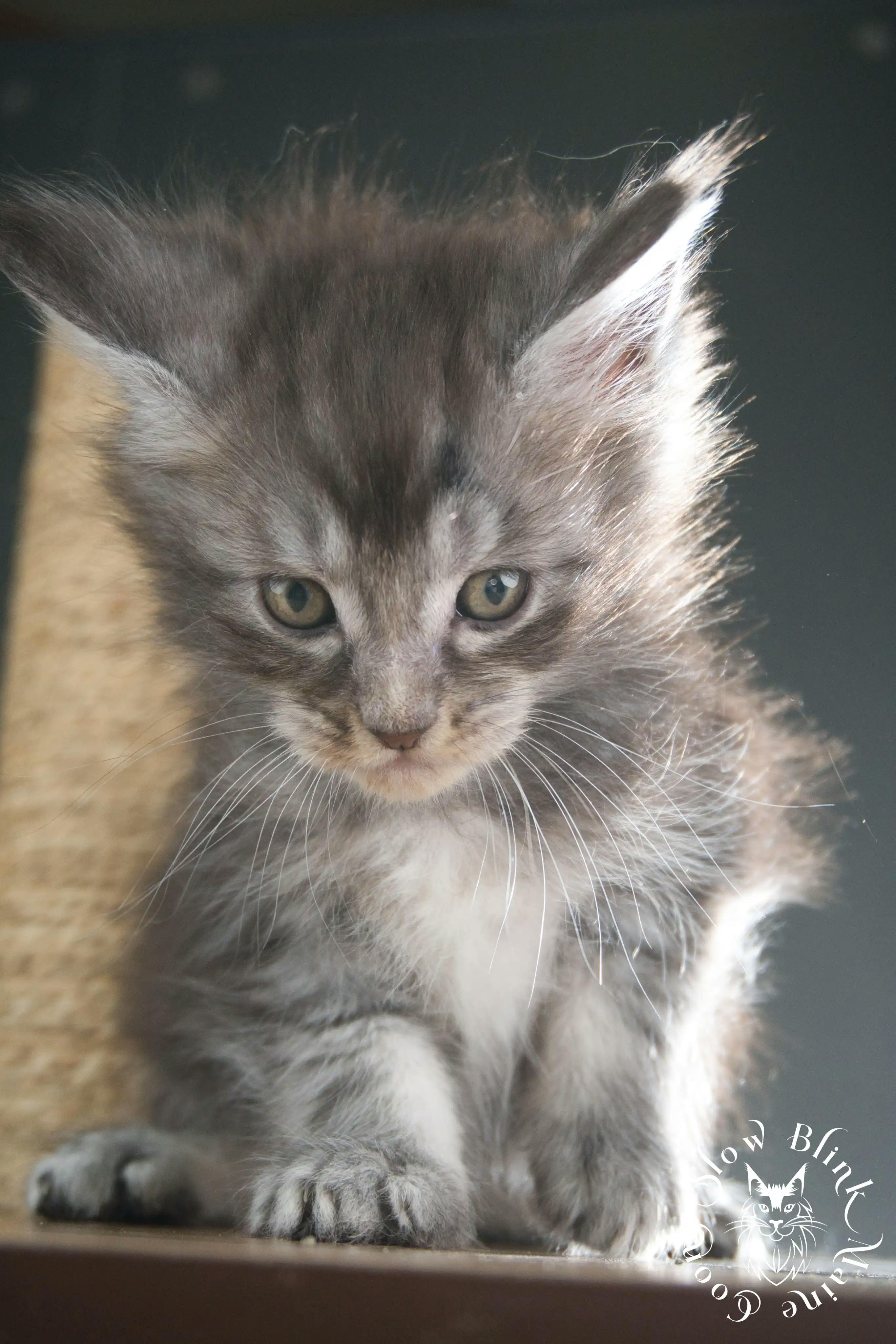 Blue Silver Tabby Maine Coon Kittens > blue silver tabby maine coon kitten | slowblinkmainecoons | 309