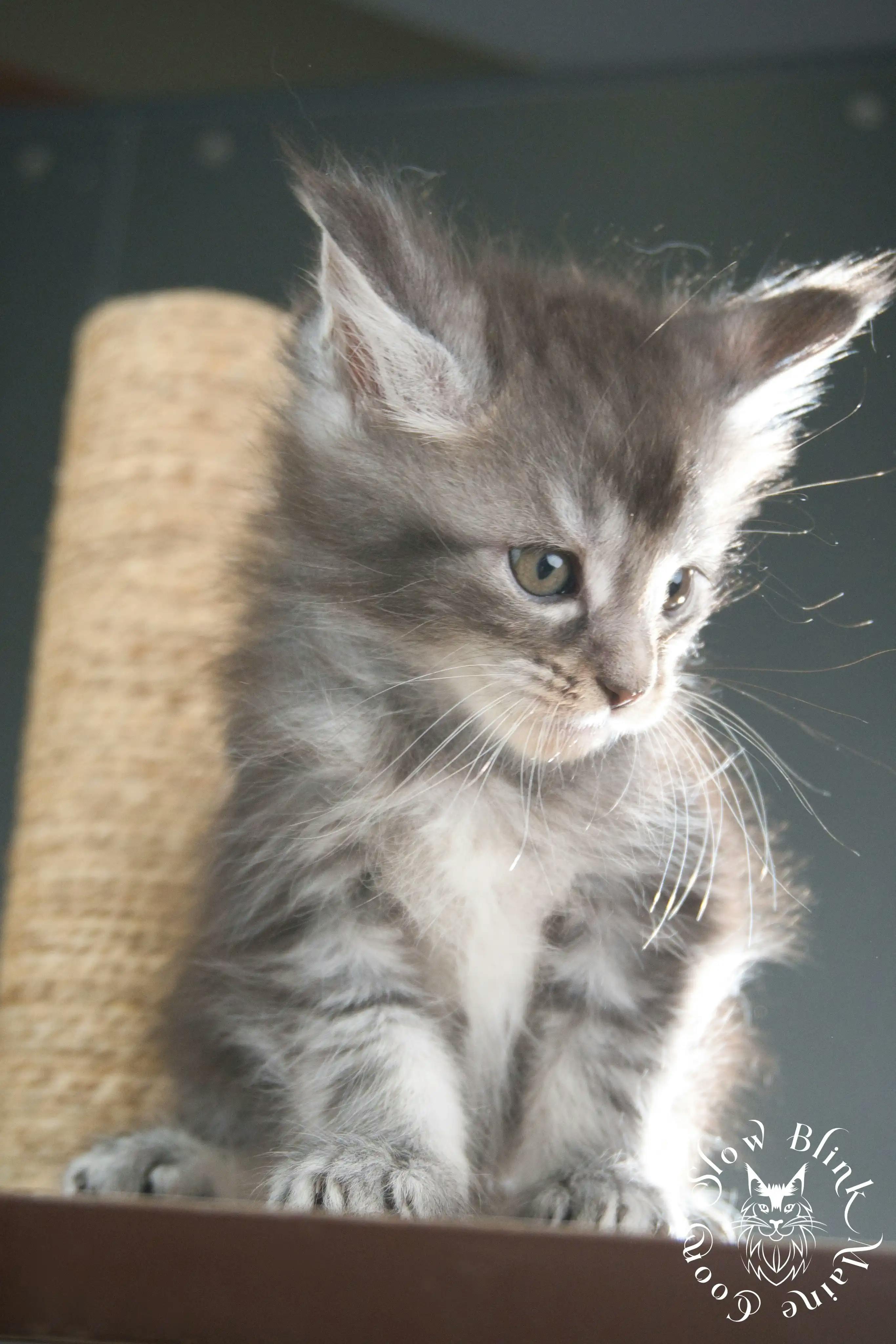 Blue Silver Tabby Maine Coon Kittens > blue silver tabby maine coon kitten | slowblinkmainecoons | 310