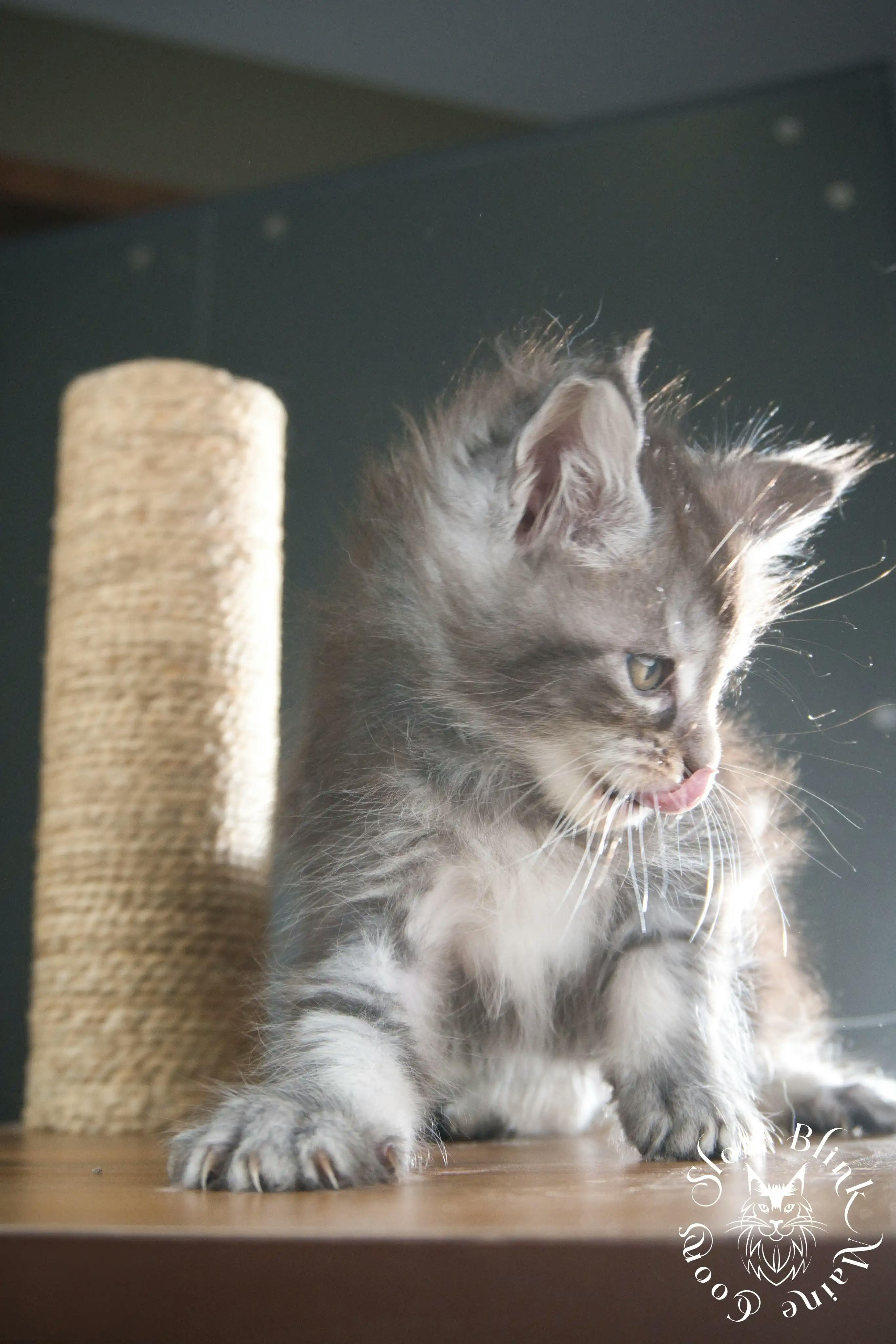 Blue Silver Tabby Maine Coon Kittens > blue silver tabby maine coon kitten | slowblinkmainecoons | 312