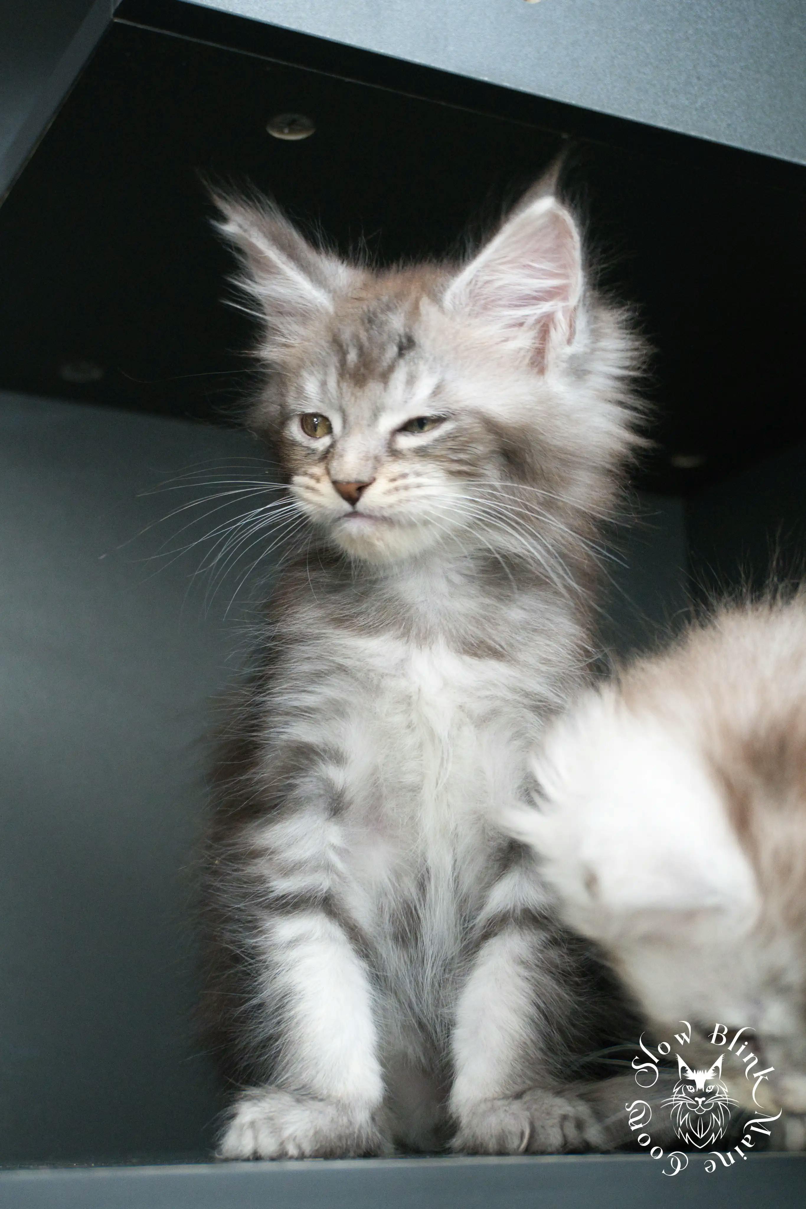 Blue Silver Tabby Maine Coon Kittens > blue silver tabby maine coon kitten | slowblinkmainecoons | 425