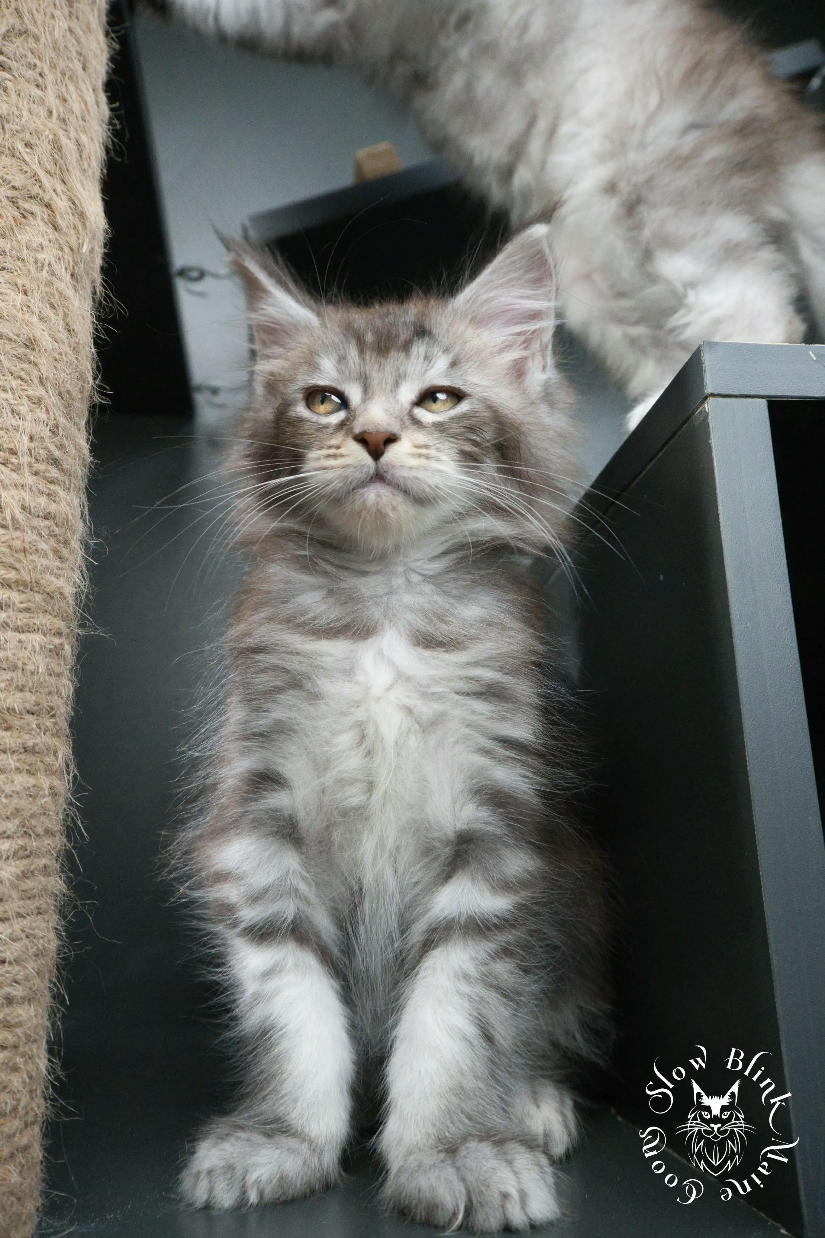 Blue Silver Tabby Maine Coon Kittens > blue silver tabby maine coon kitten | slowblinkmainecoons | 427